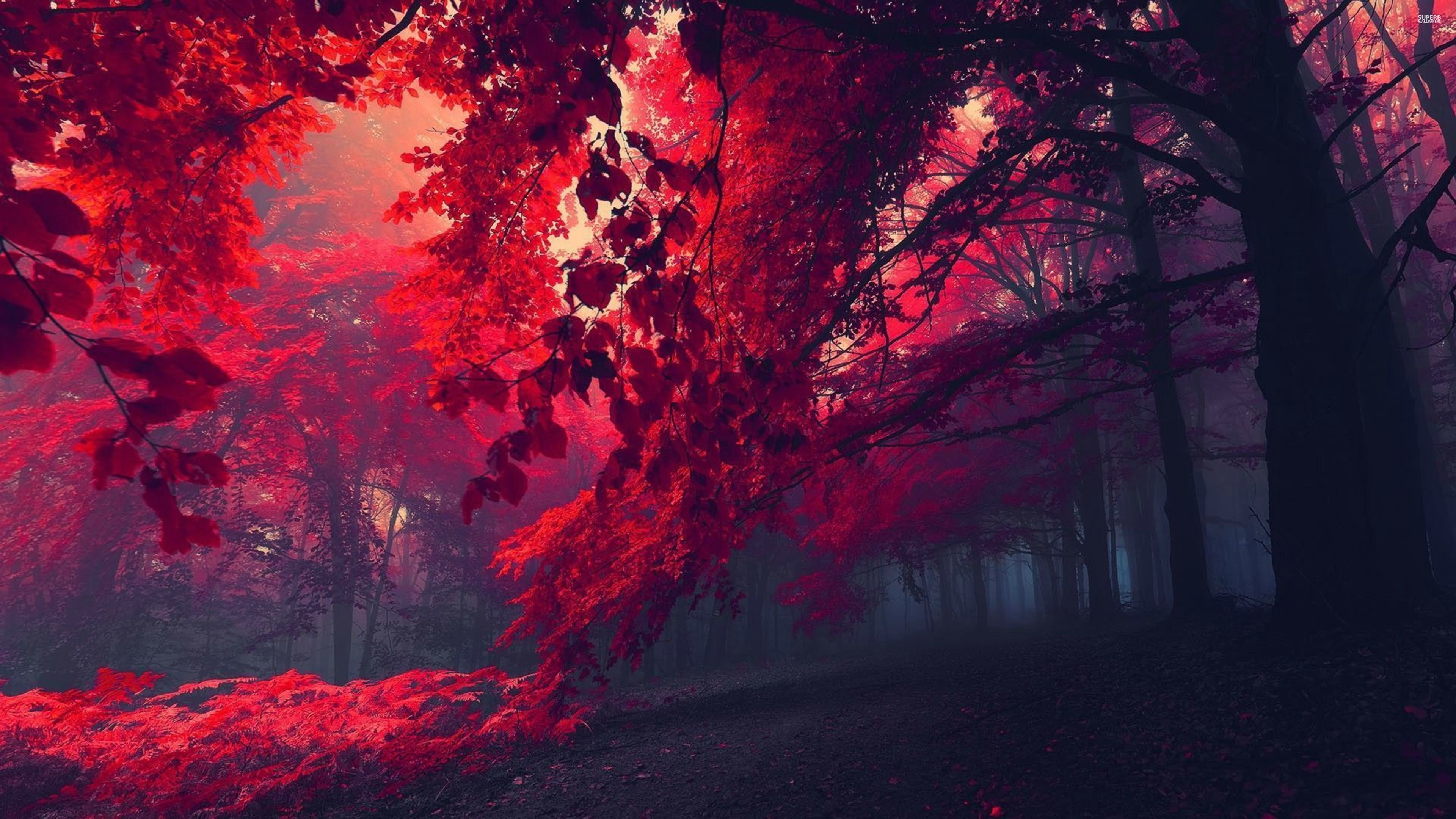 red, Forest, 3840x2160, 4k, 8k, hd