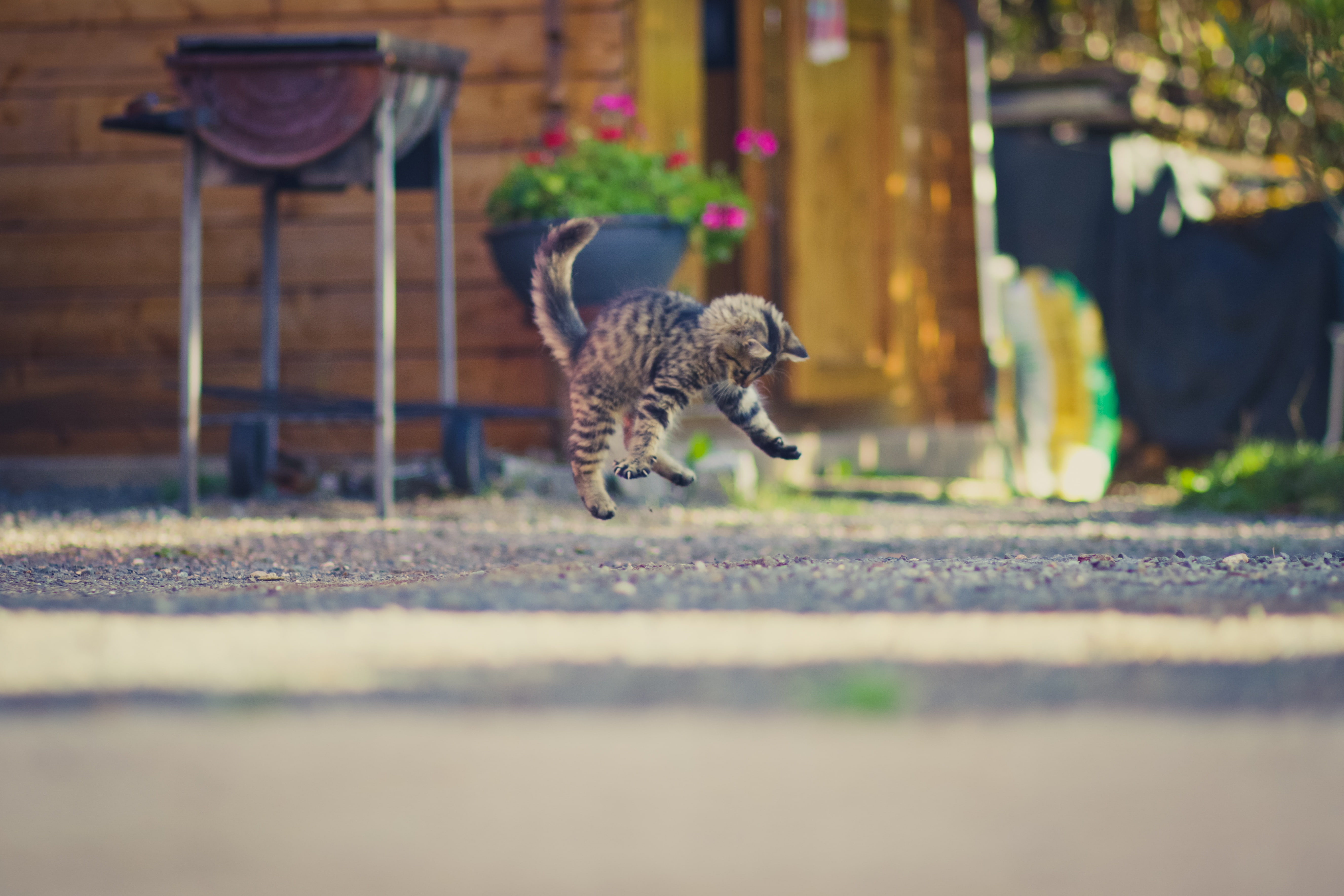 kitty, background, jump