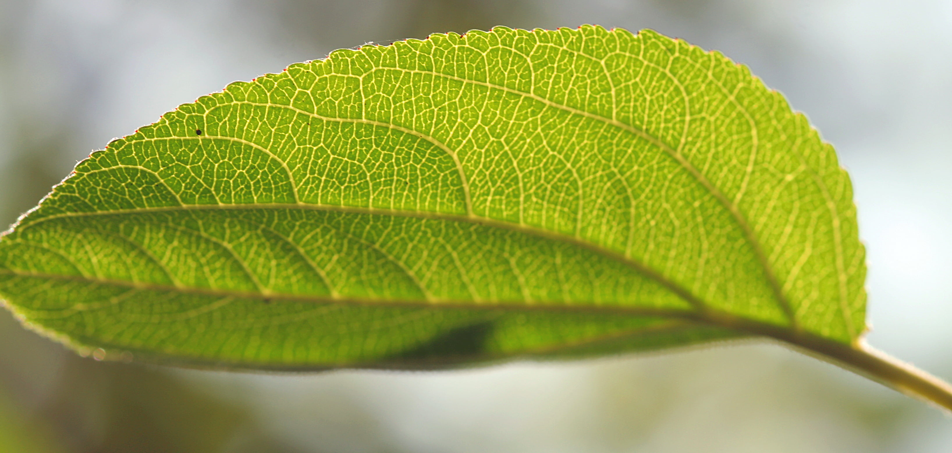 green leaf focus photo, I Need, Green  green, enger, veins, macro
