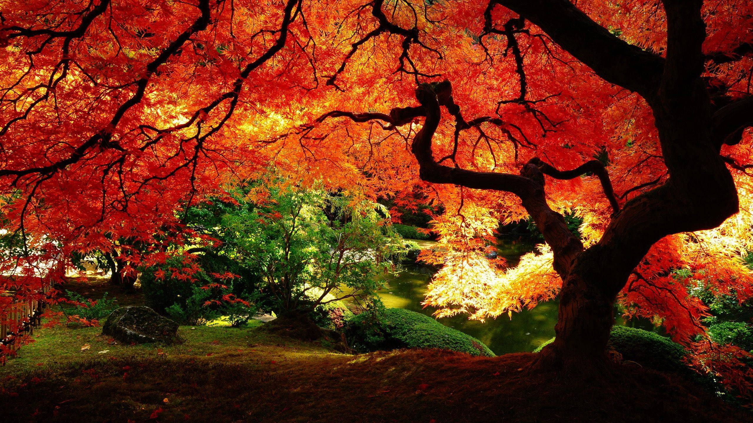 arboles, bosque, naturaleza, tree, plant, change, autumn, beauty in nature