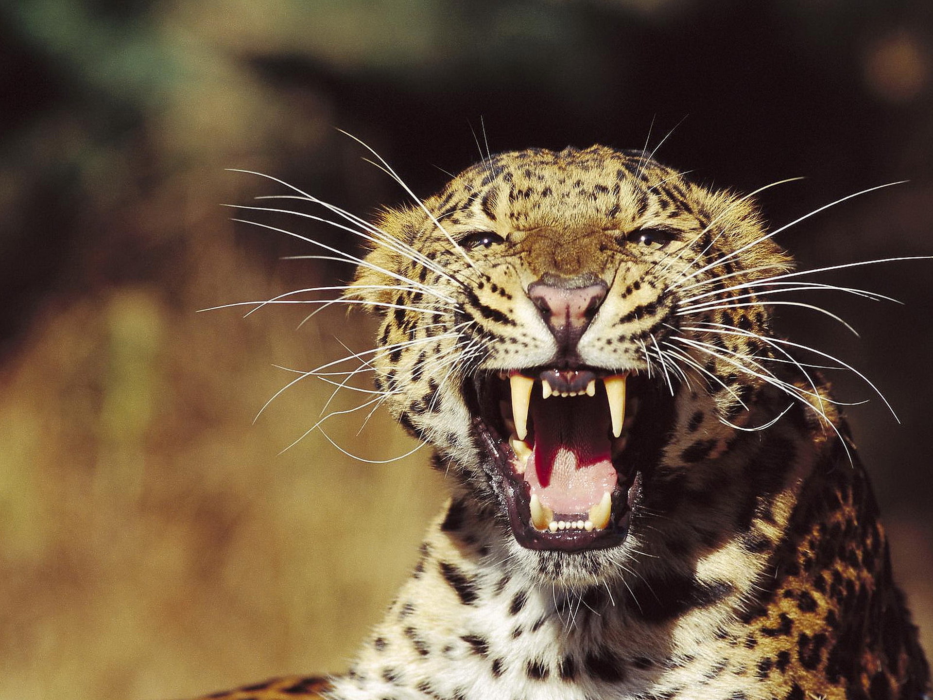 leopard animal, look, face, grin, the threat, mustache beam, razyarenny wild cat