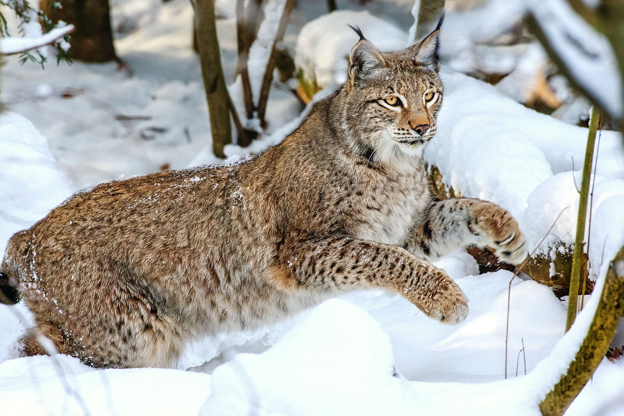 brown lynx, wolf, jump, snow, winter, wildlife, animal, nature