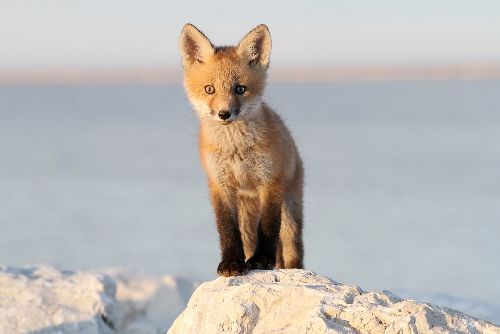 Лис бейби Фокс. Лисёнок. Обои на рабочий стол лиса. Baby Fox лиса.