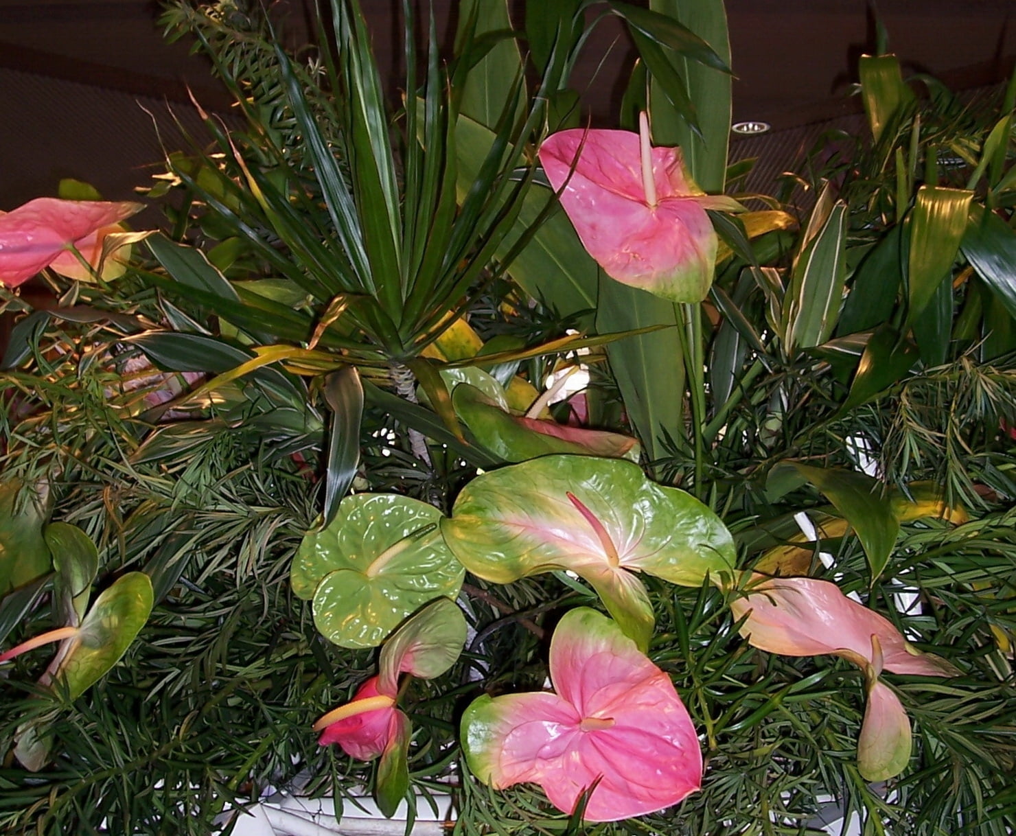 red flamingo lily flowers, anthurium, dracaena, potted, nature