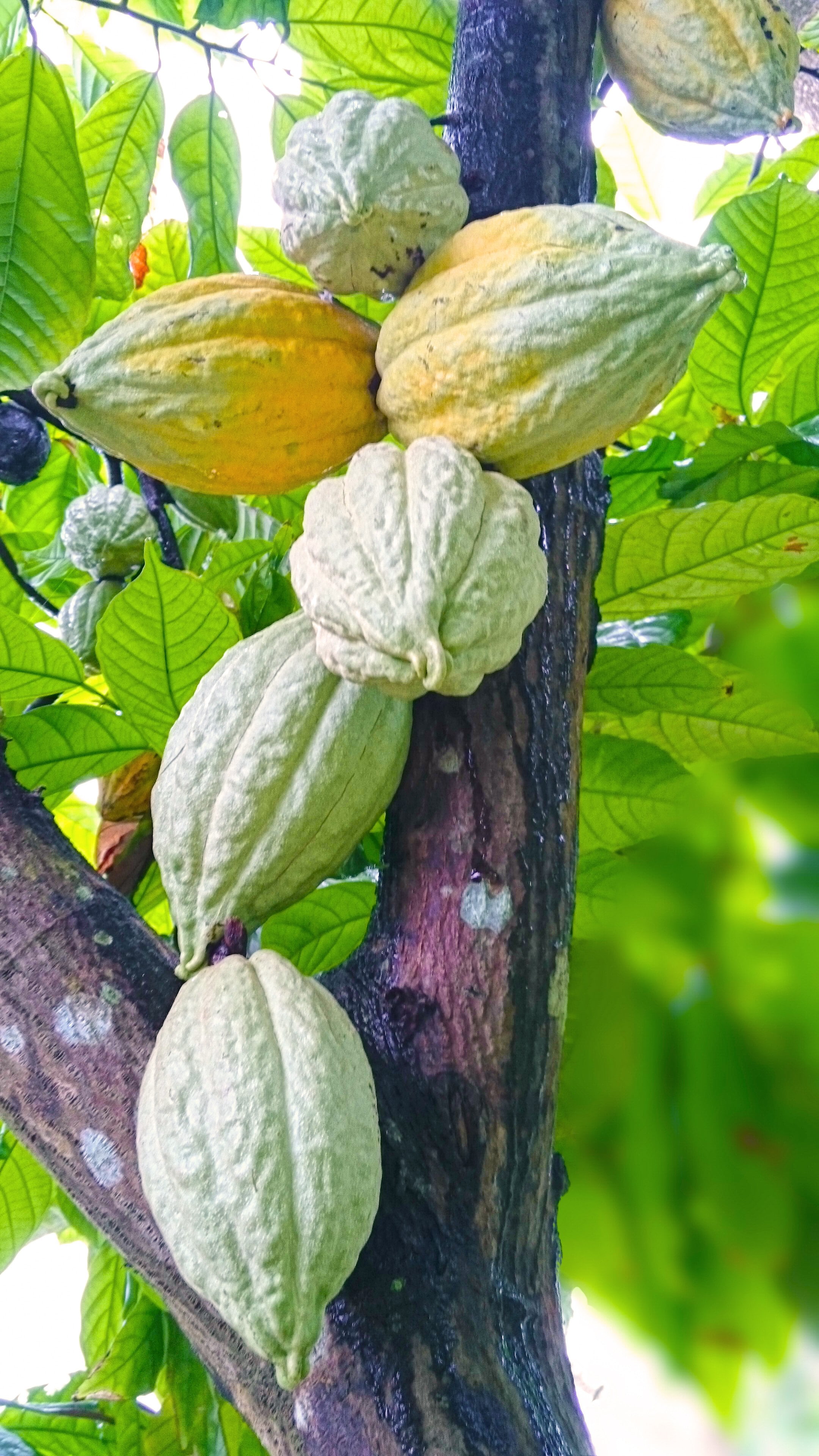 nature, cocoa trees, plant, food, food and drink, growth, freshness