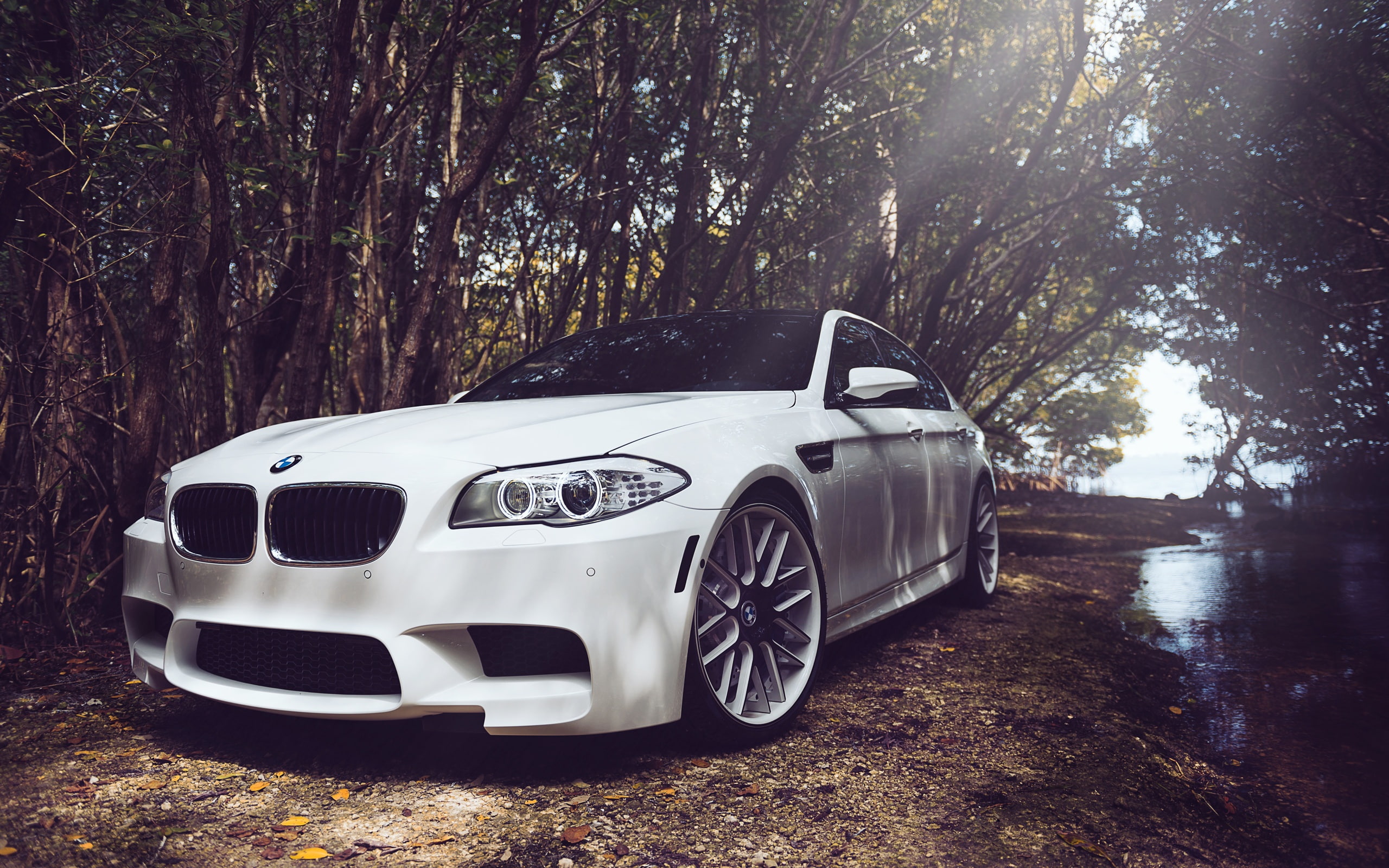 BMW M5 F10 white car in forest