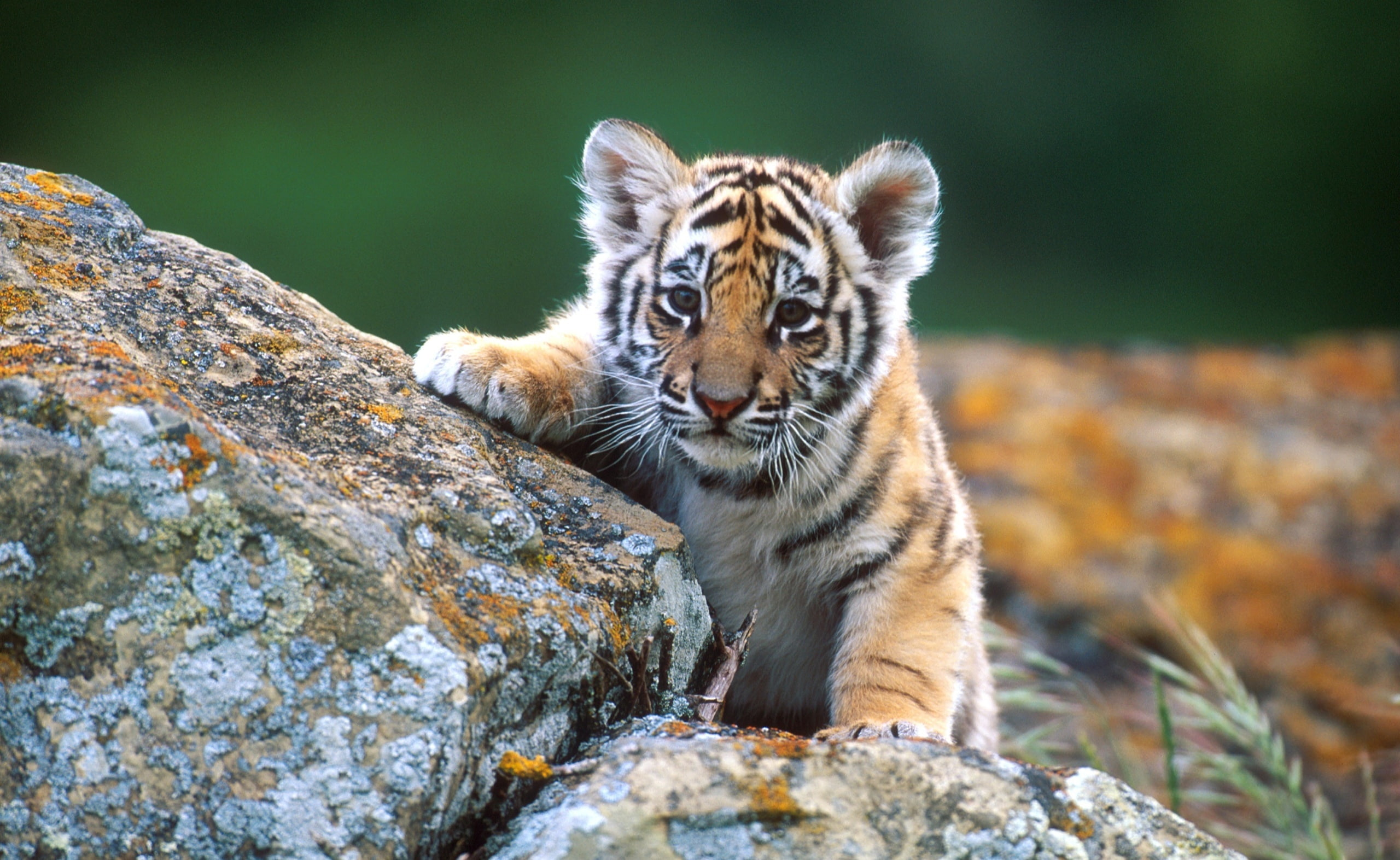 Tiger Cub, brown tiger cub, Animals, Wild, one animal, animal wildlife