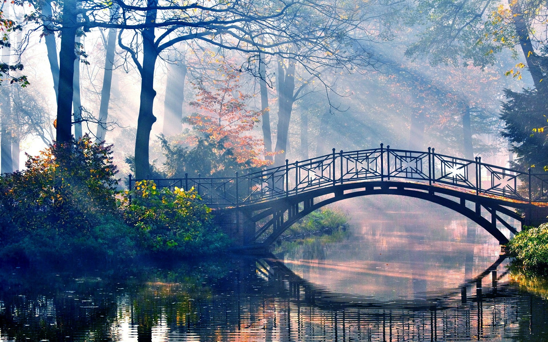 forest, river, bridge, trees, reflection, plant, bridge - man made structure