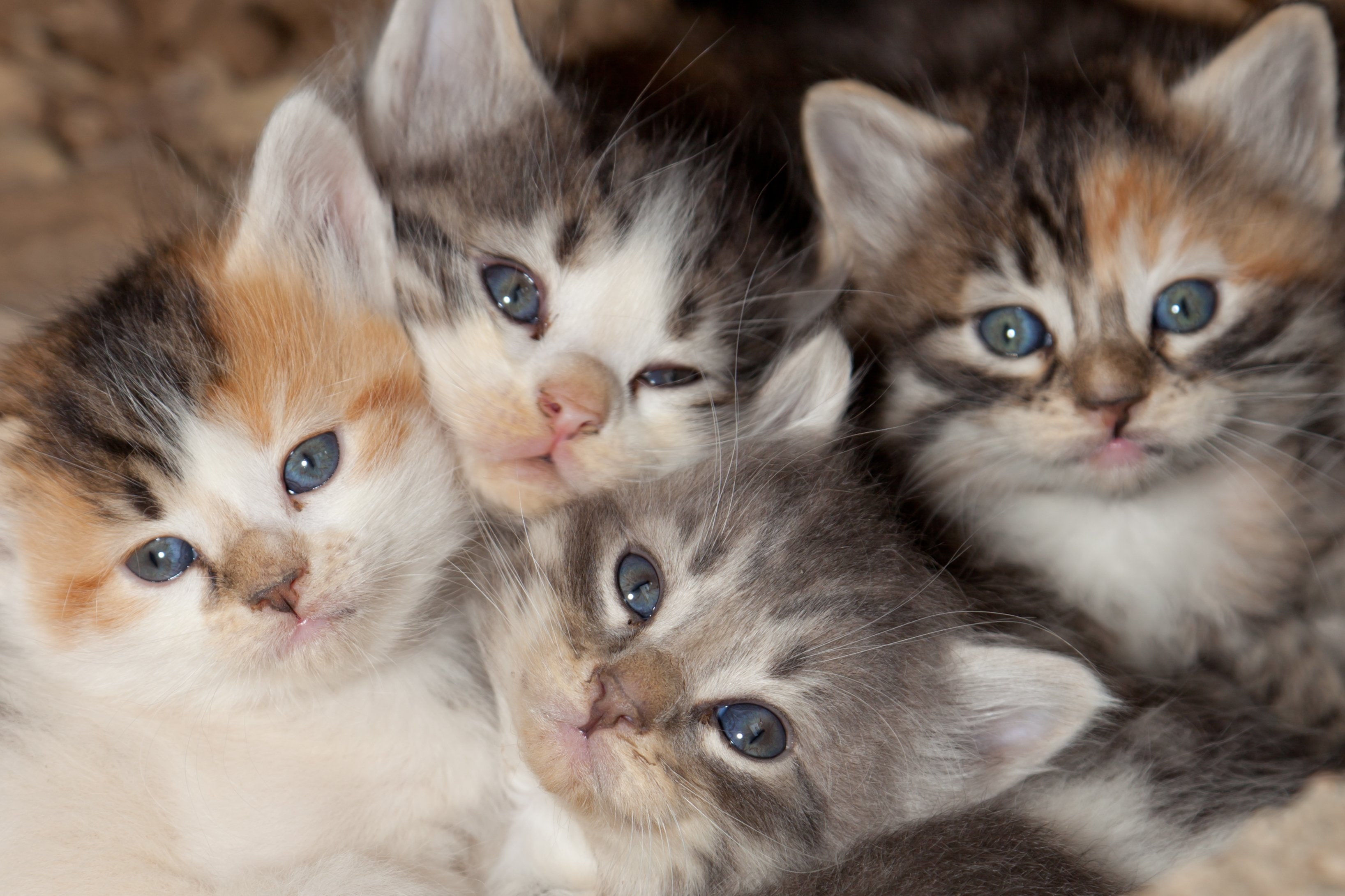 baby, cat, cats, cute, Kitten, kittens, domestic, pets, domestic cat