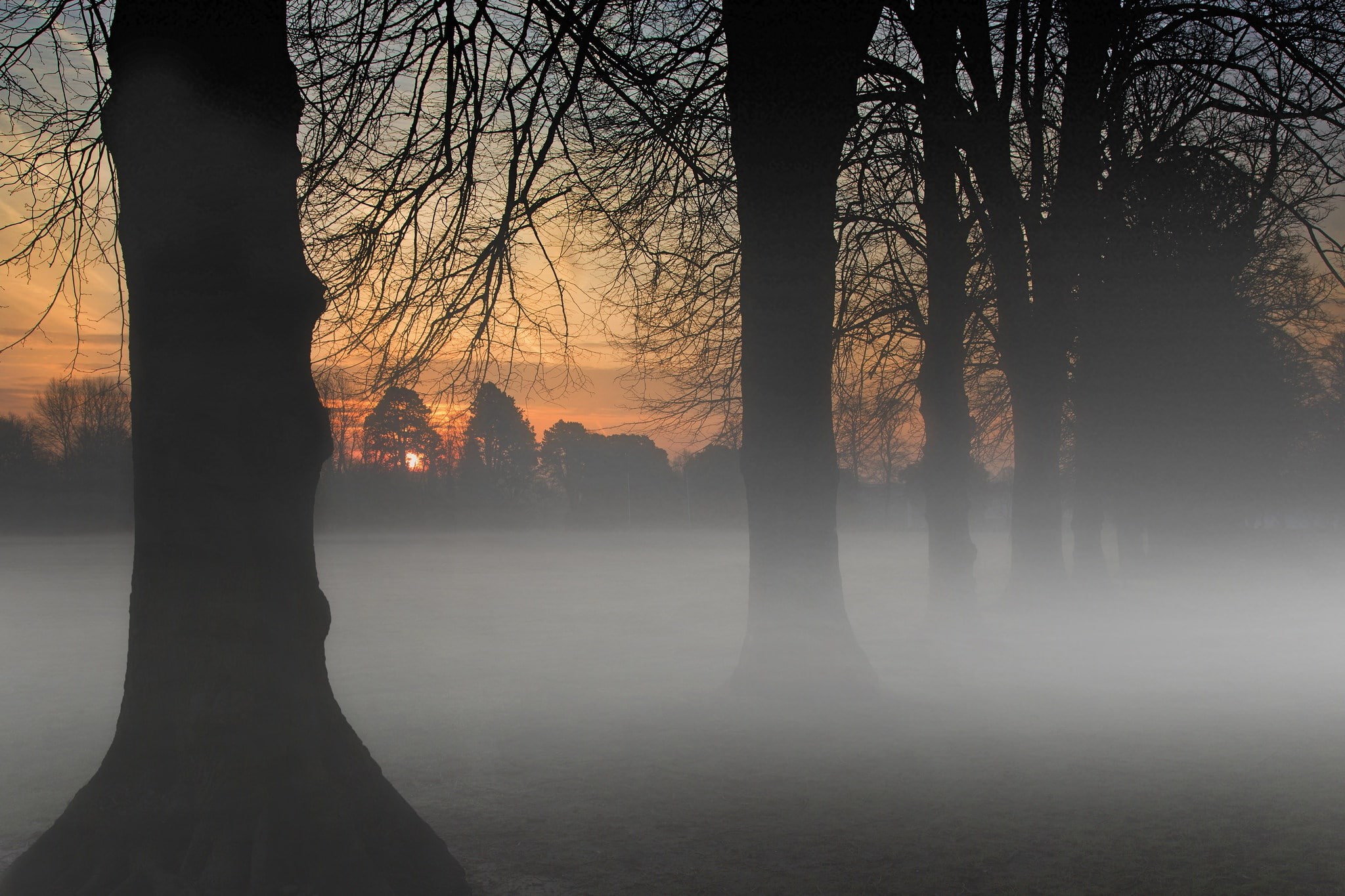fog, tree, silhouette, plant, tree trunk, tranquility, sunset