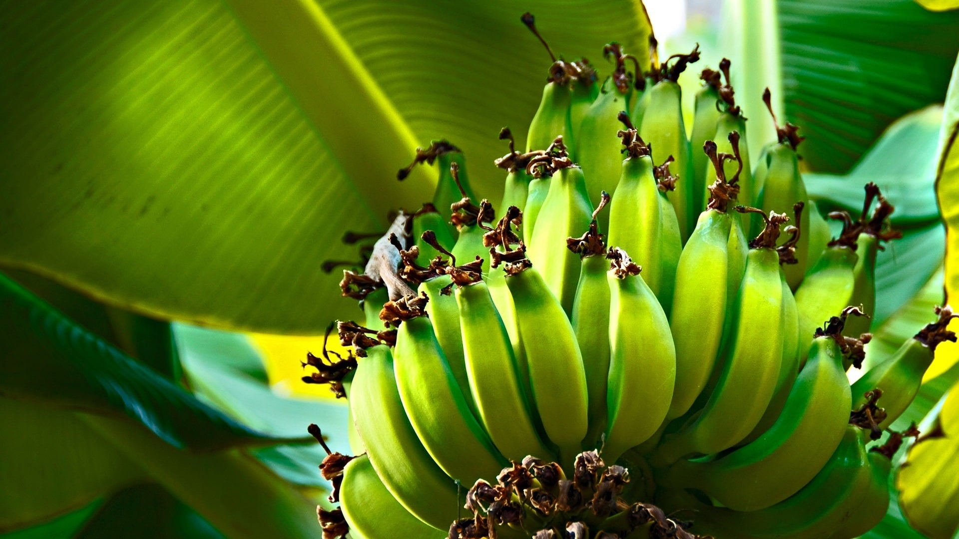 Green bananas, plantains, leaves, tree, green banana