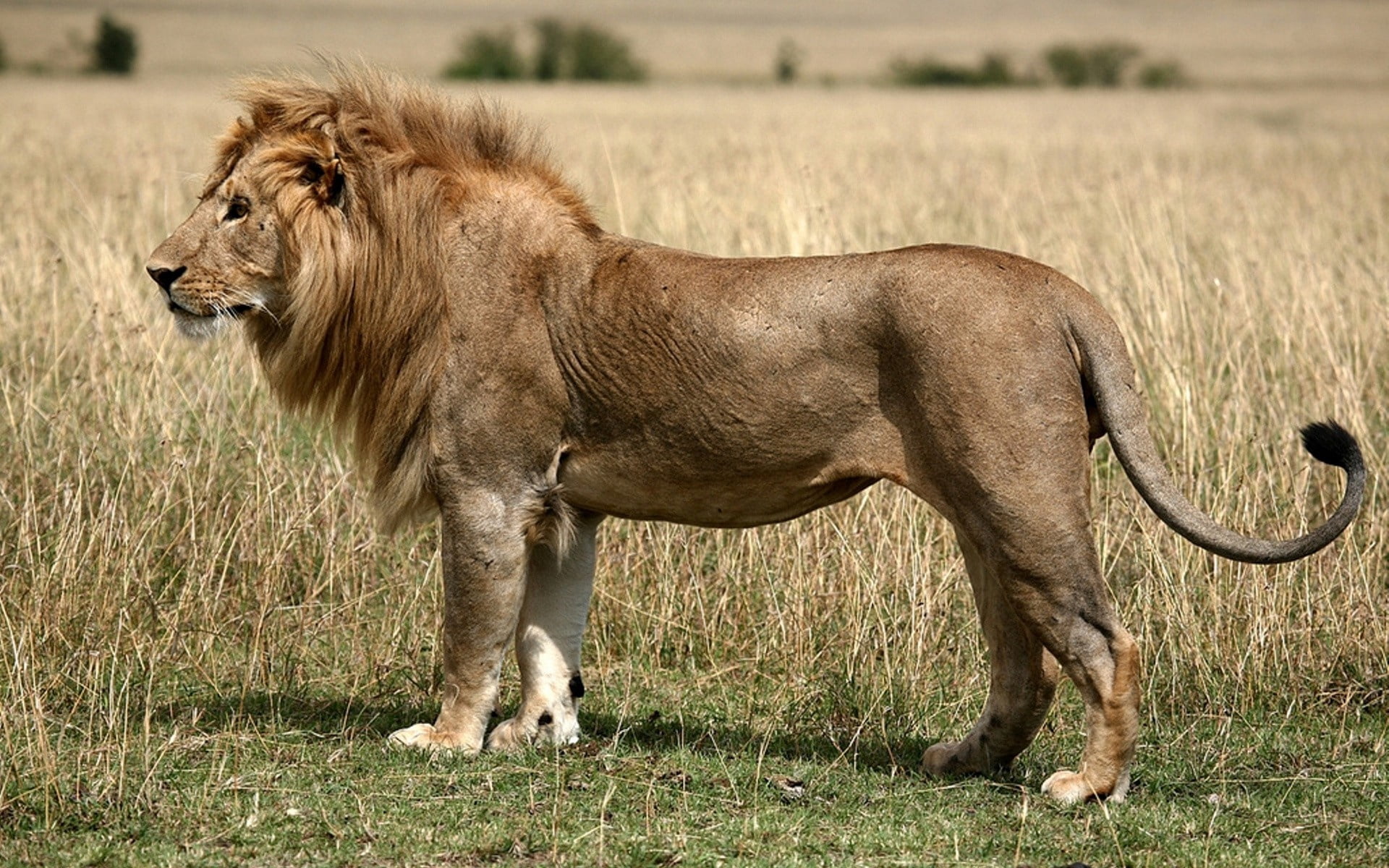 free-download-hd-wallpaper-brown-lion-field-grass-king-of-beasts