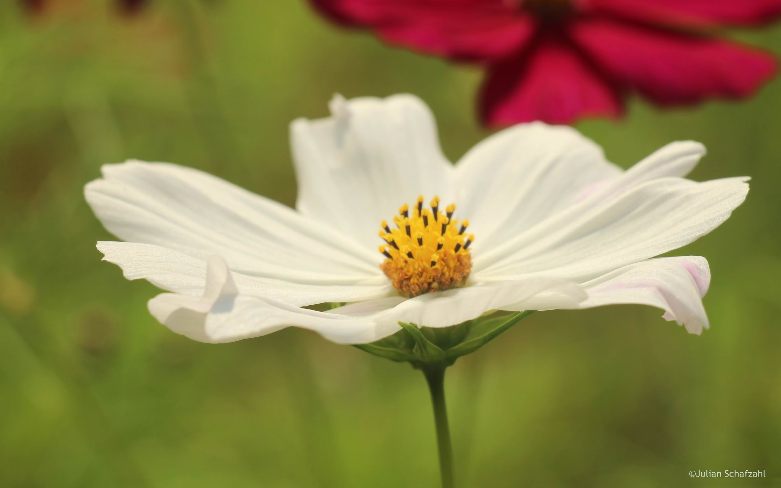 white blume-Flowers Pictures HD Wallpaper, white flower, flowering plant