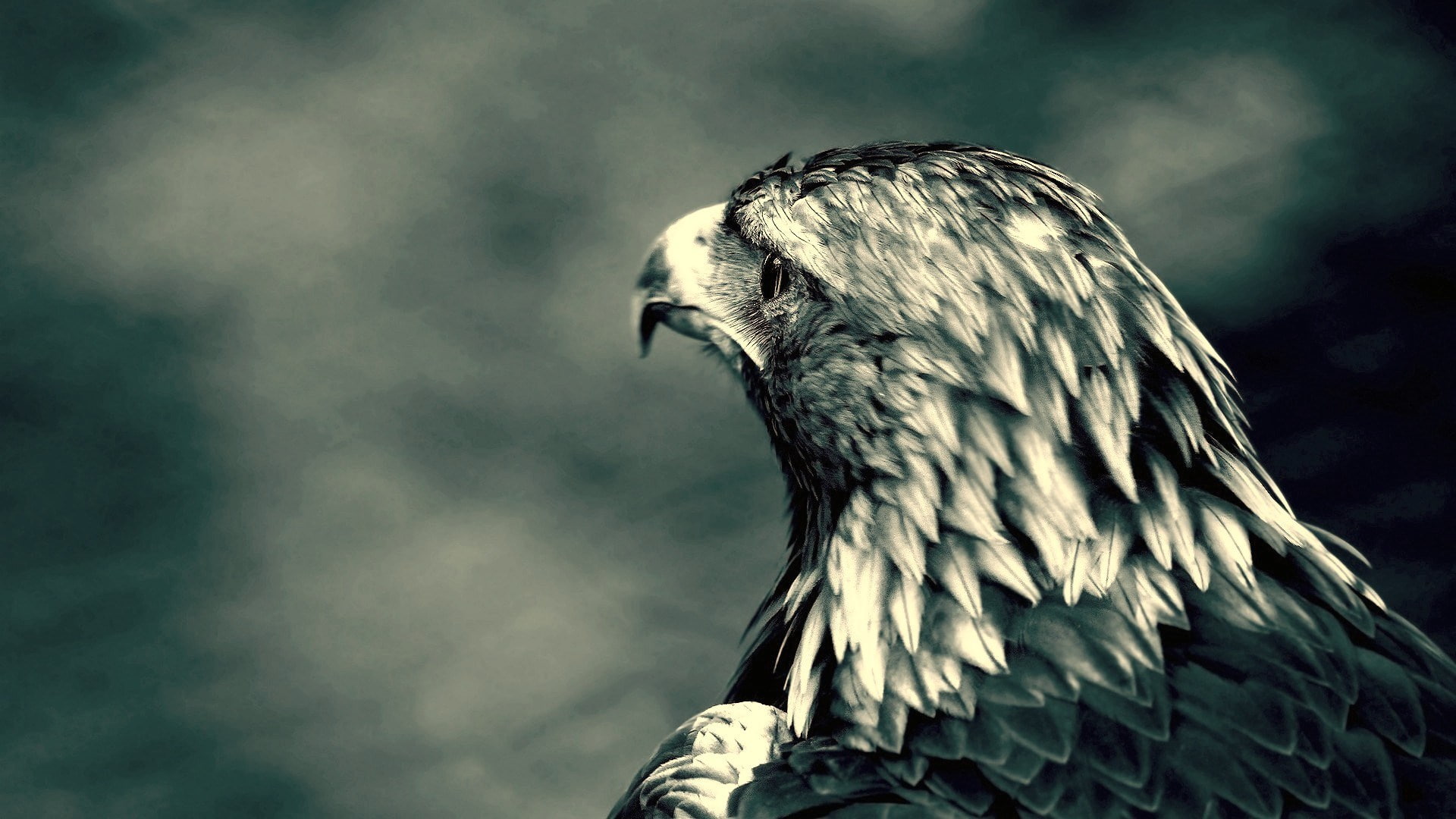 eagle