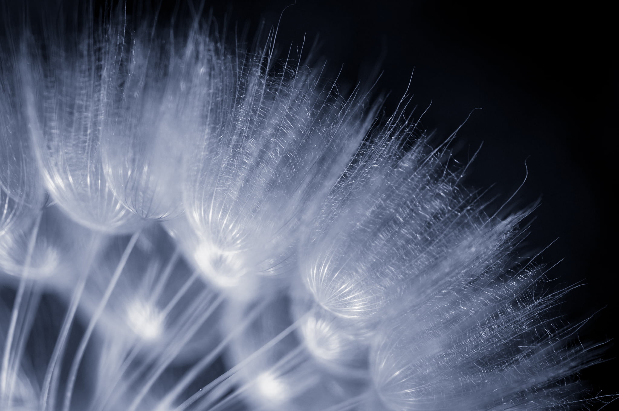 microphotograph of dandelion, 105mm, Licht, Macro, Makro, Nikon D90