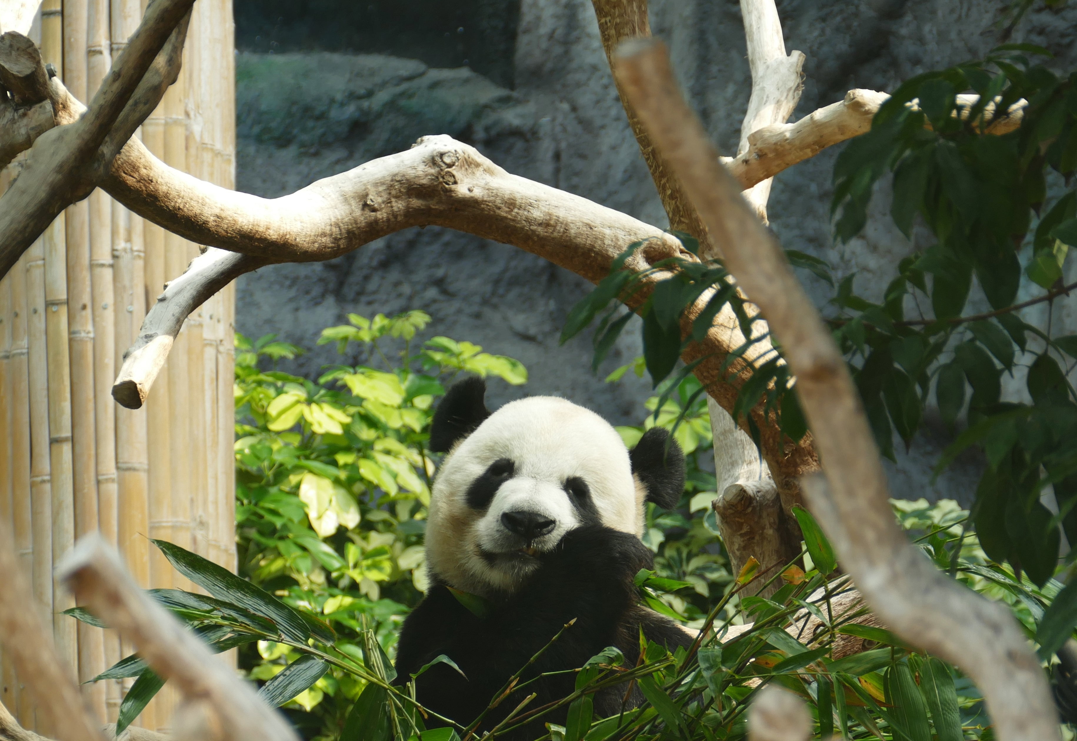 panda cub, bamboo, wood, panda - Animal, bear, wildlife, mammal