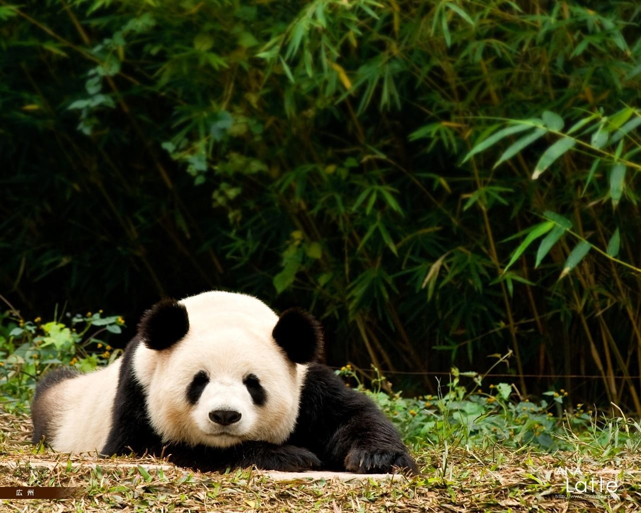 panda