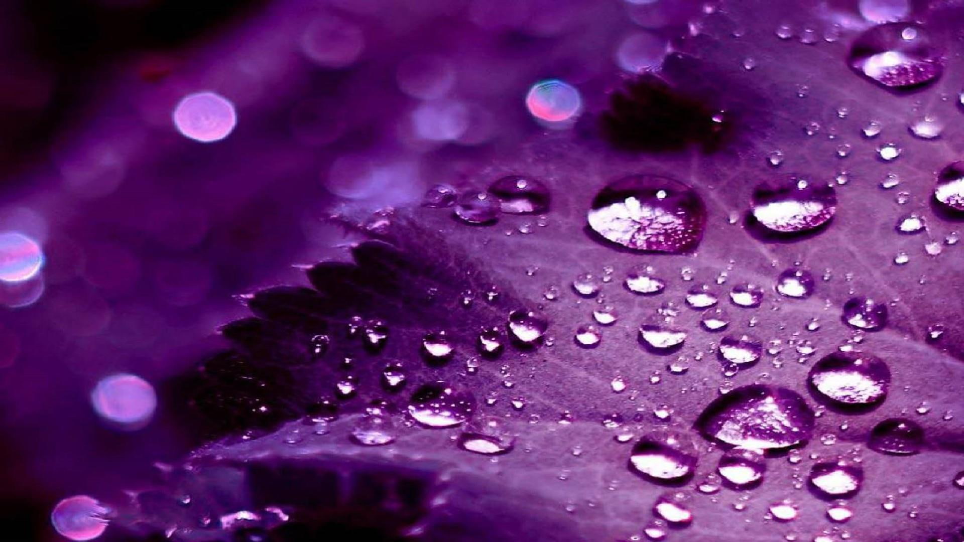 water, rain, purple, petals, leaves, nature