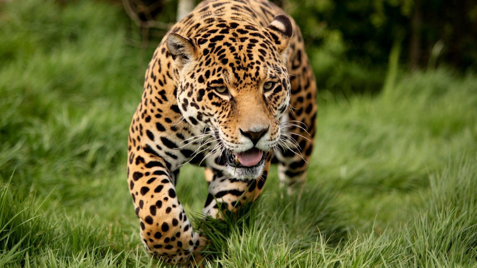 leopard, big cat, wild cat, predator, fur, furry
