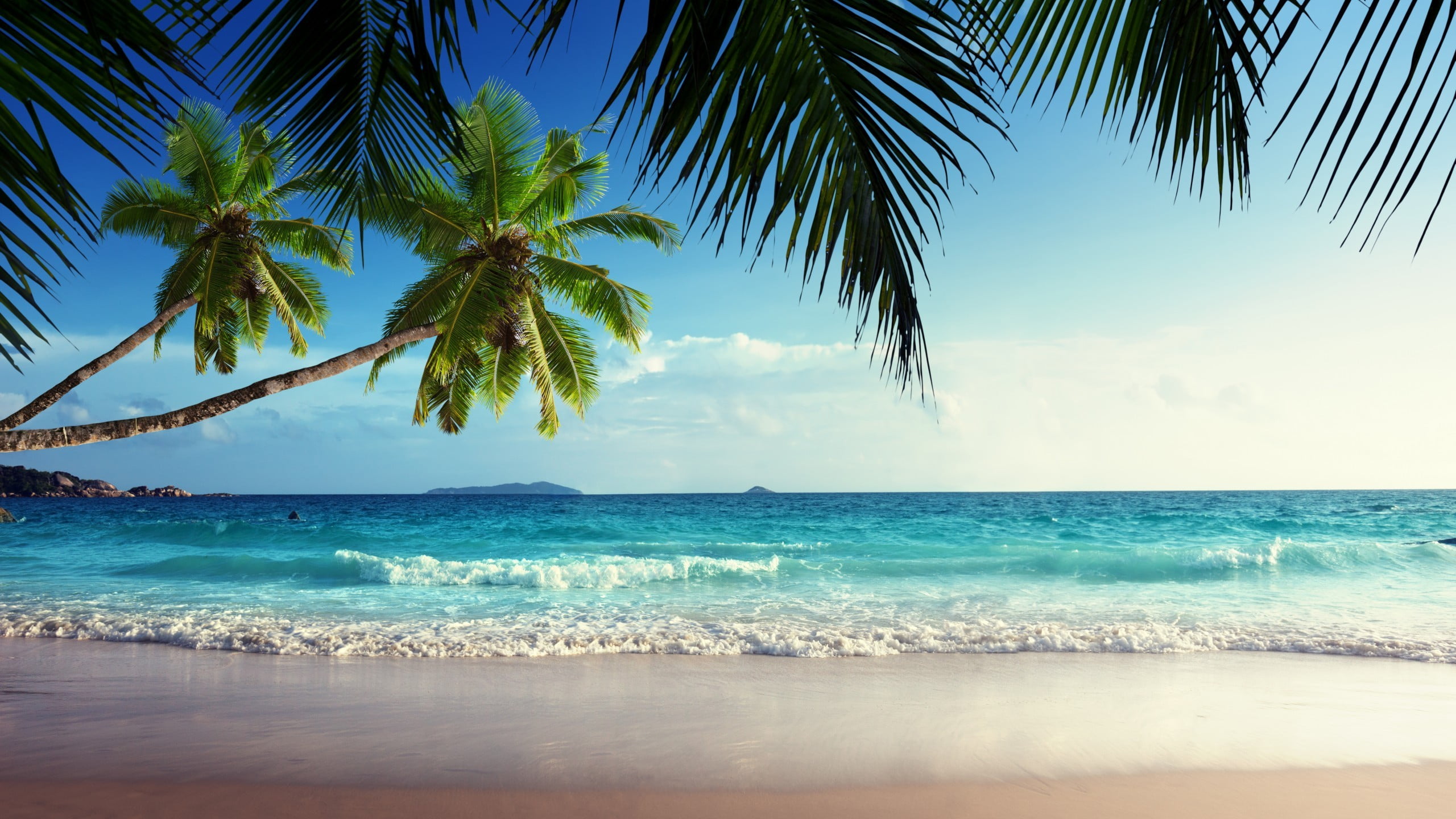 green coconut tree, beach, sand, tropical, island, palm trees