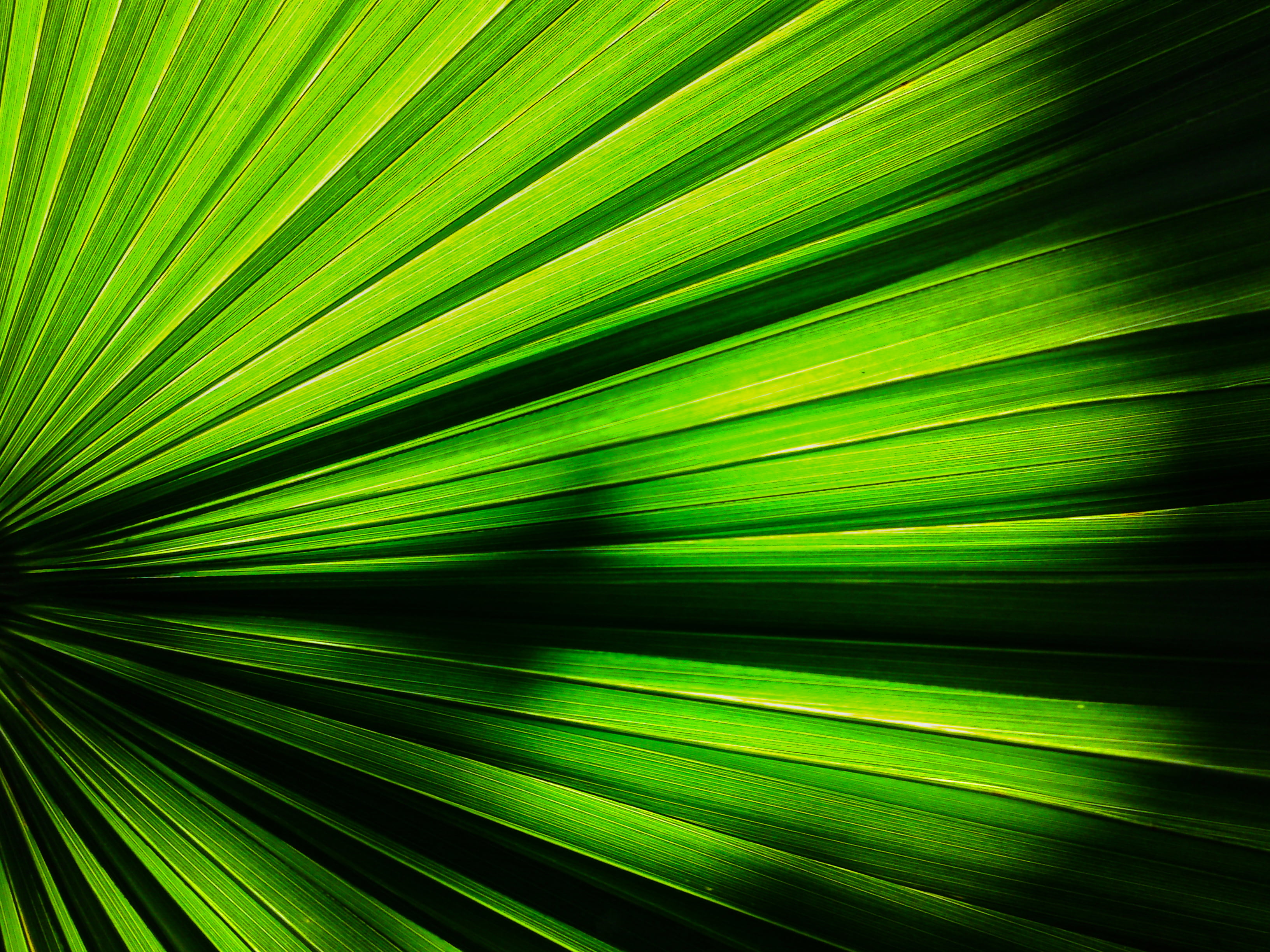 green beam, nice, nice, green leaf, Saarbrücken, Germany, world