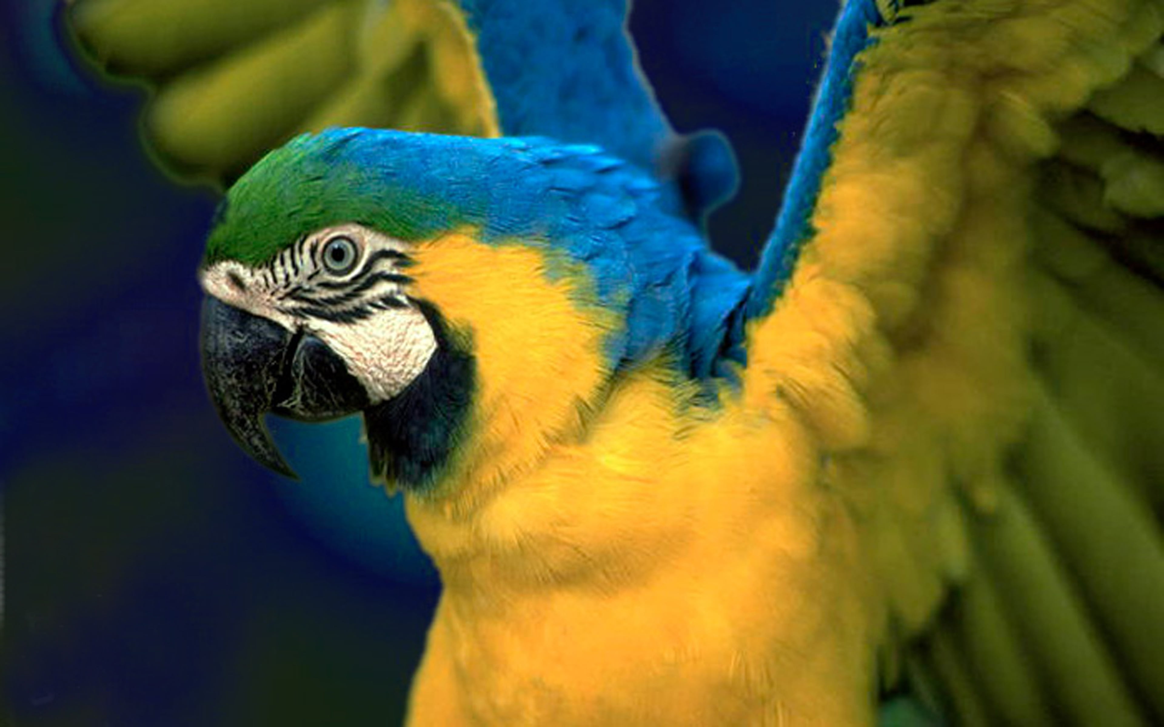 Arara Azul E Amarela Wallpaper Hd 4682, parrot, animal wildlife