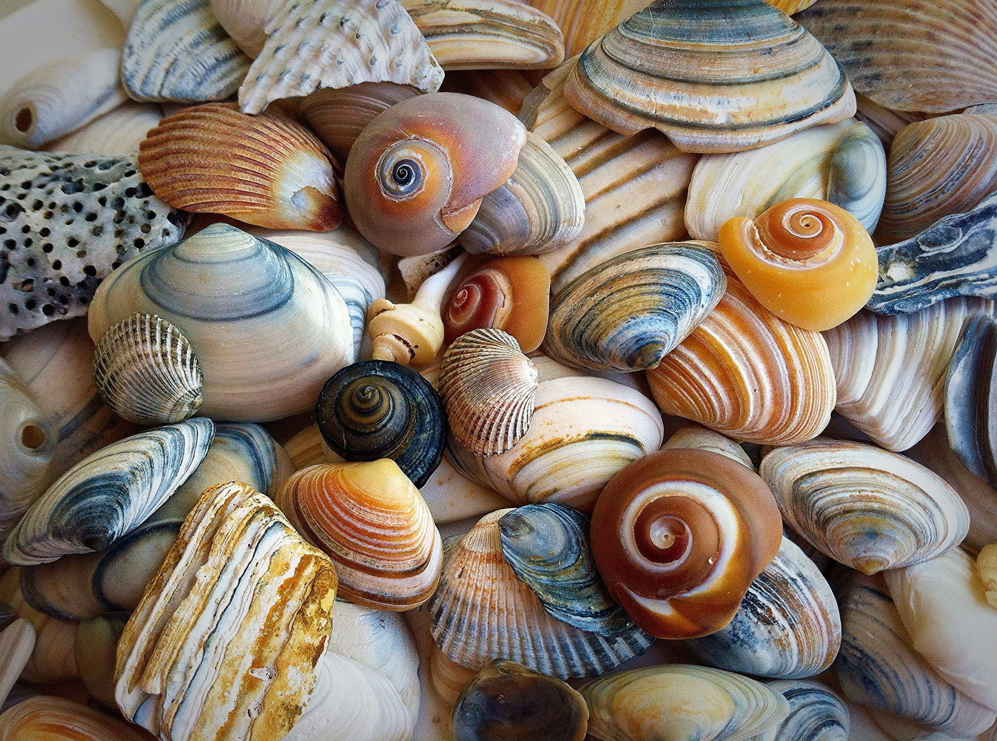 shell