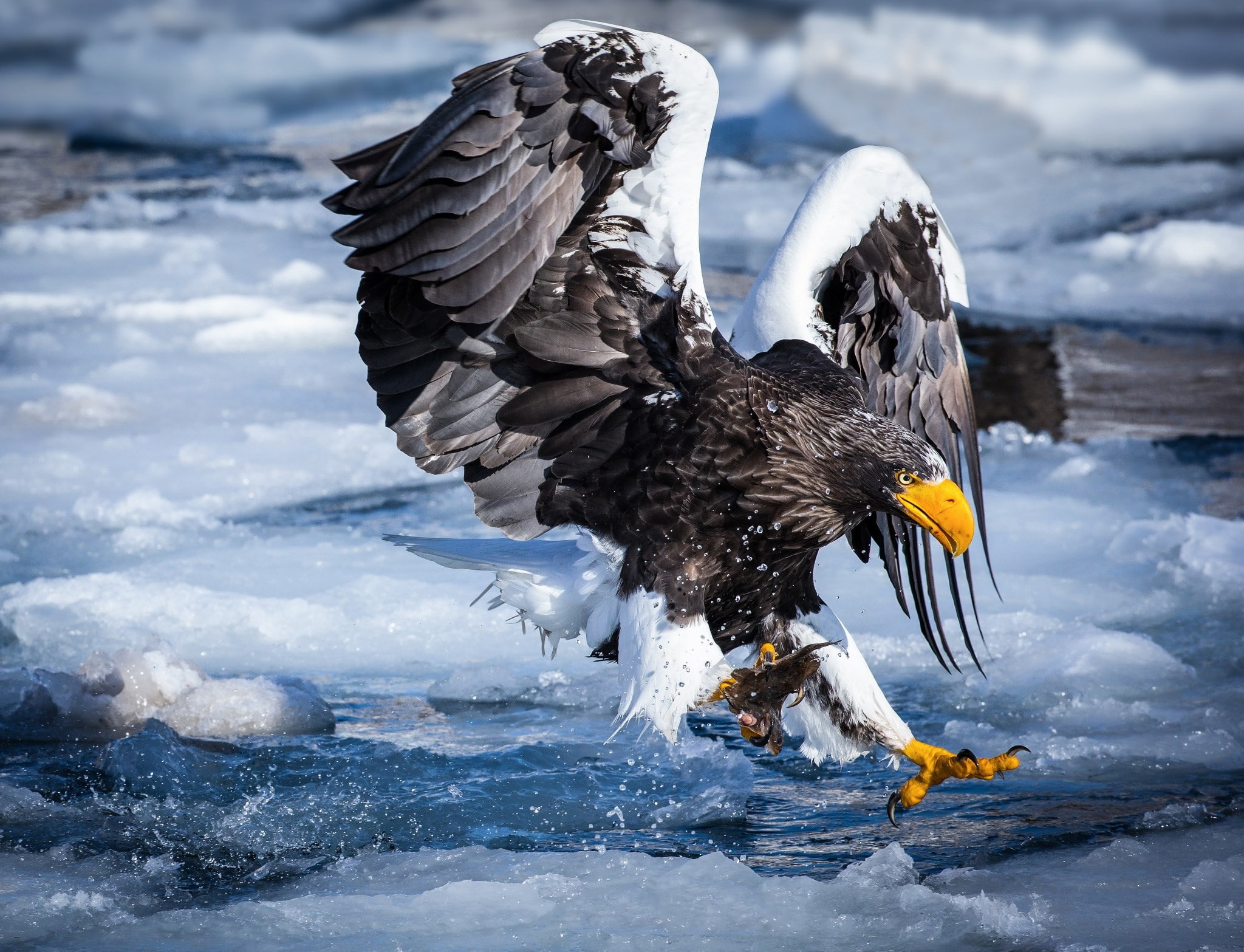 eagle