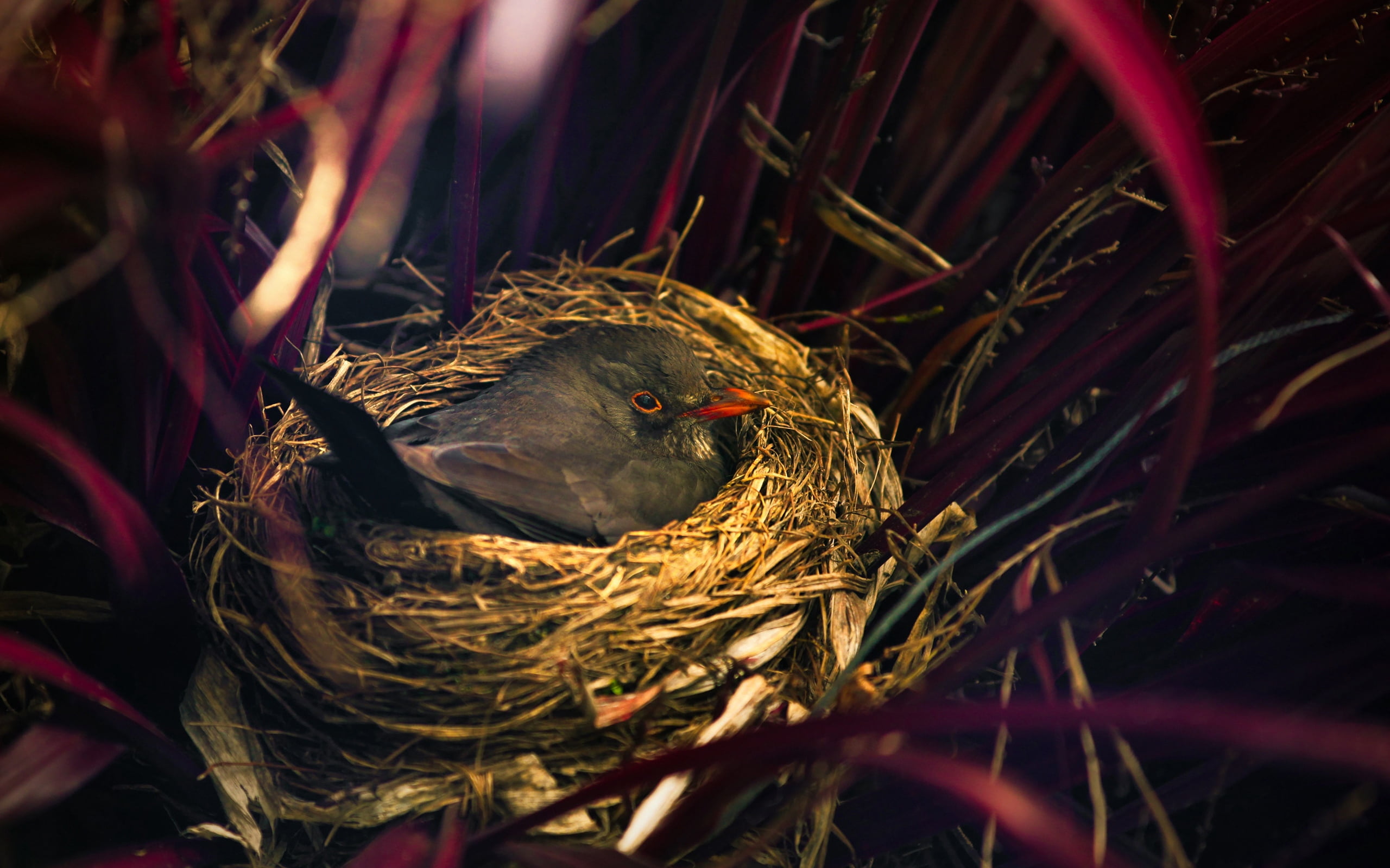 brown bird's nest, sitting, grass, nature, animal, feather, outdoors