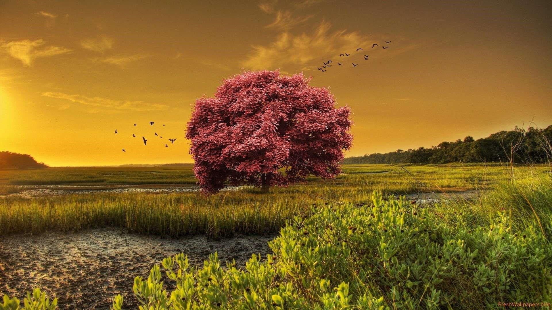 sunset, lonely tree, field, birds, blooming tree, japanese maple