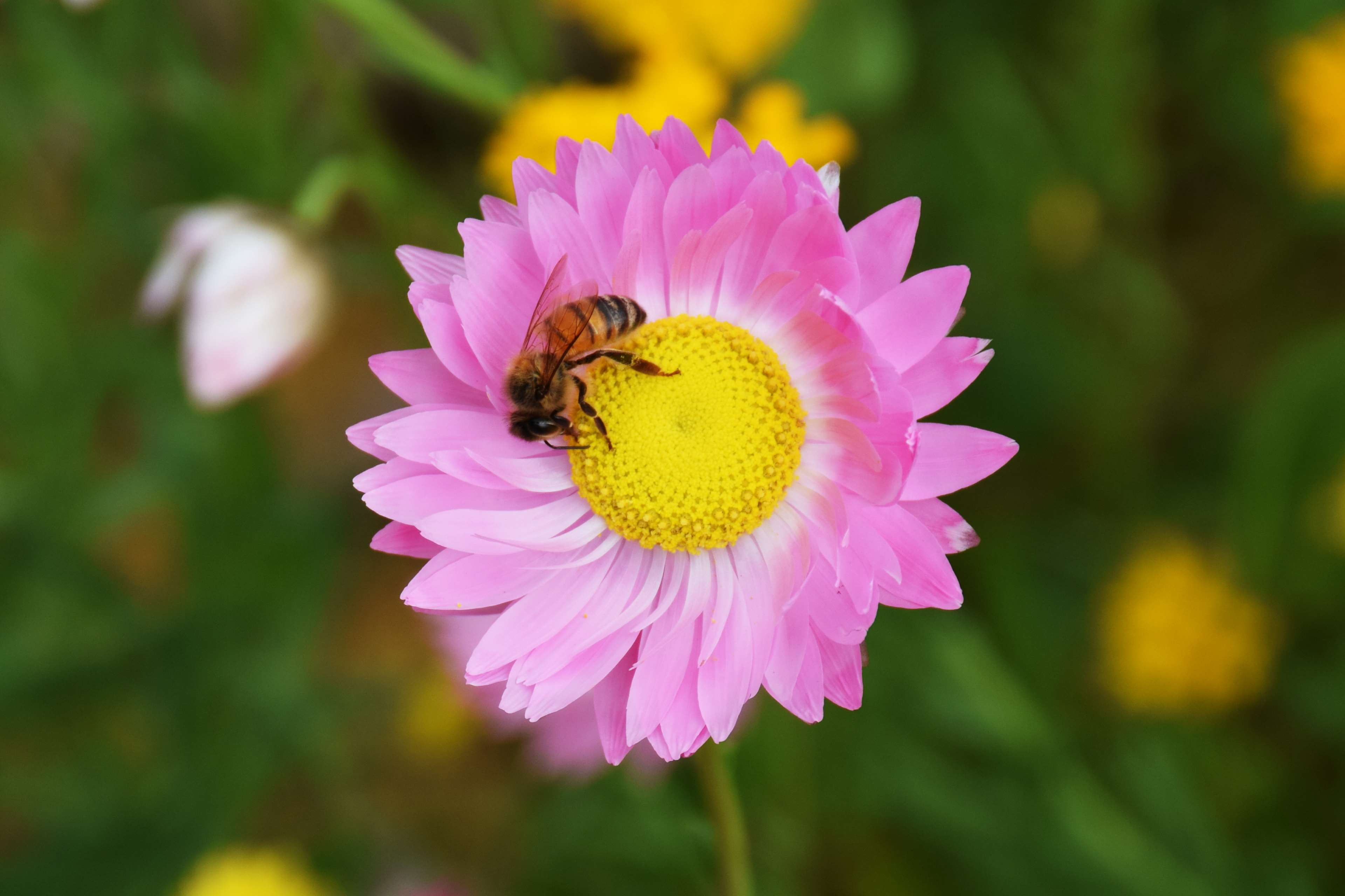 australia, bee, flower, kingspark, perth, westernaustralia