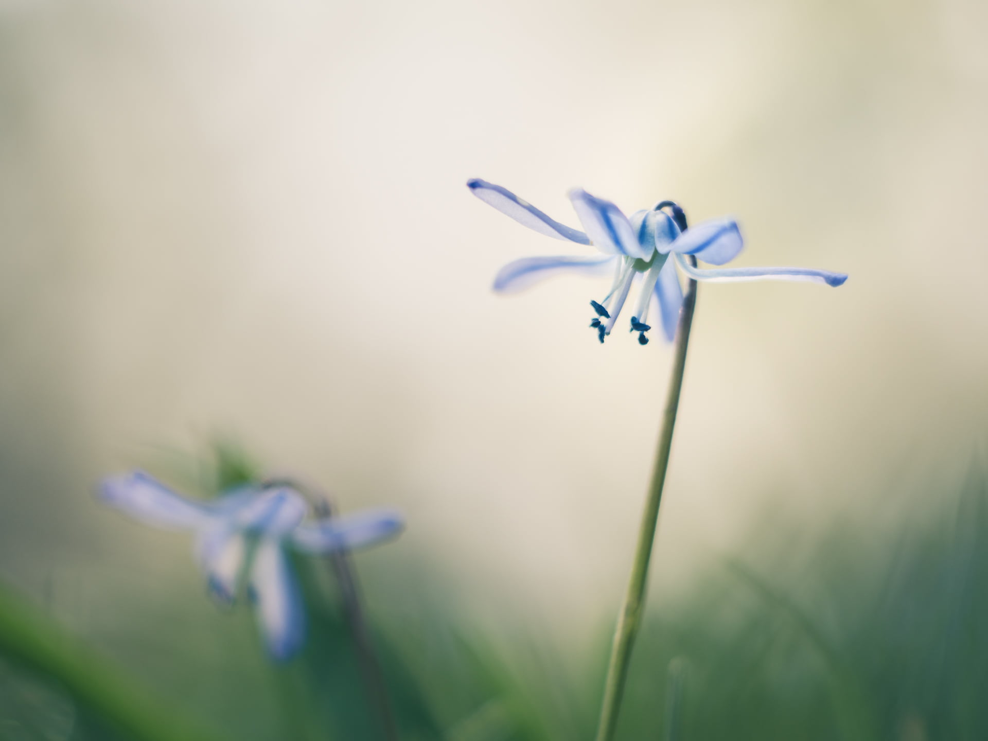 close up focus photo of two blue-and-white petaled flowers at daytime