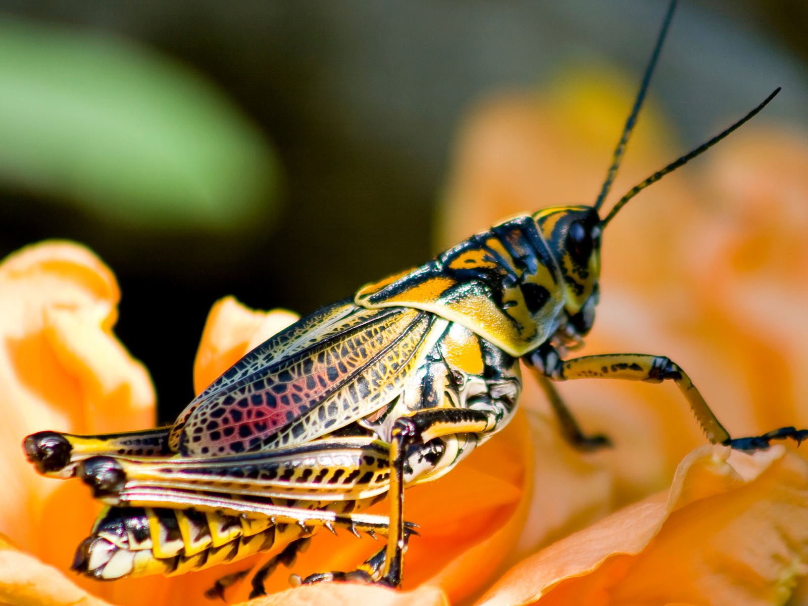 grasshopper, insect