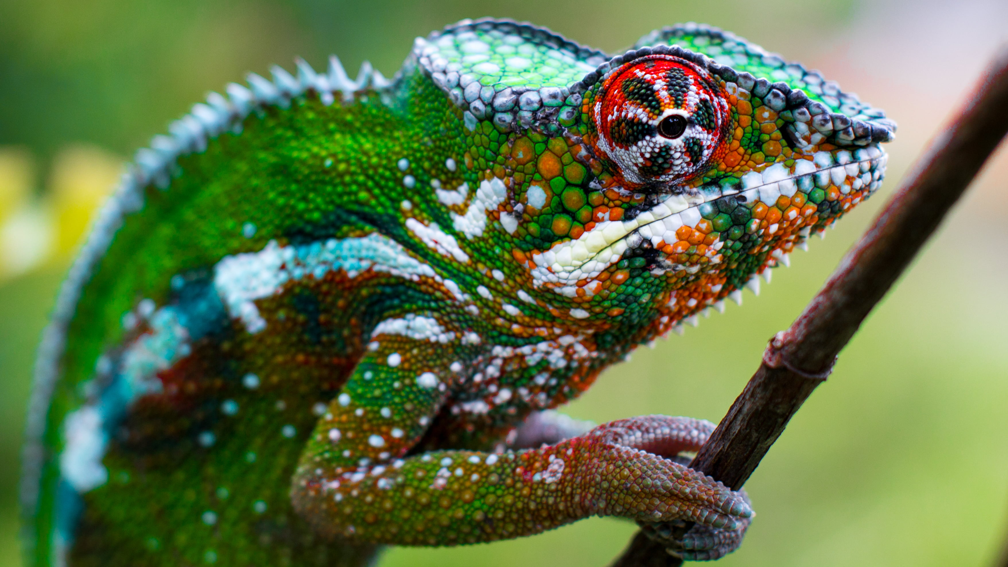 selective focus photography of green chameleon, Animal, Fence