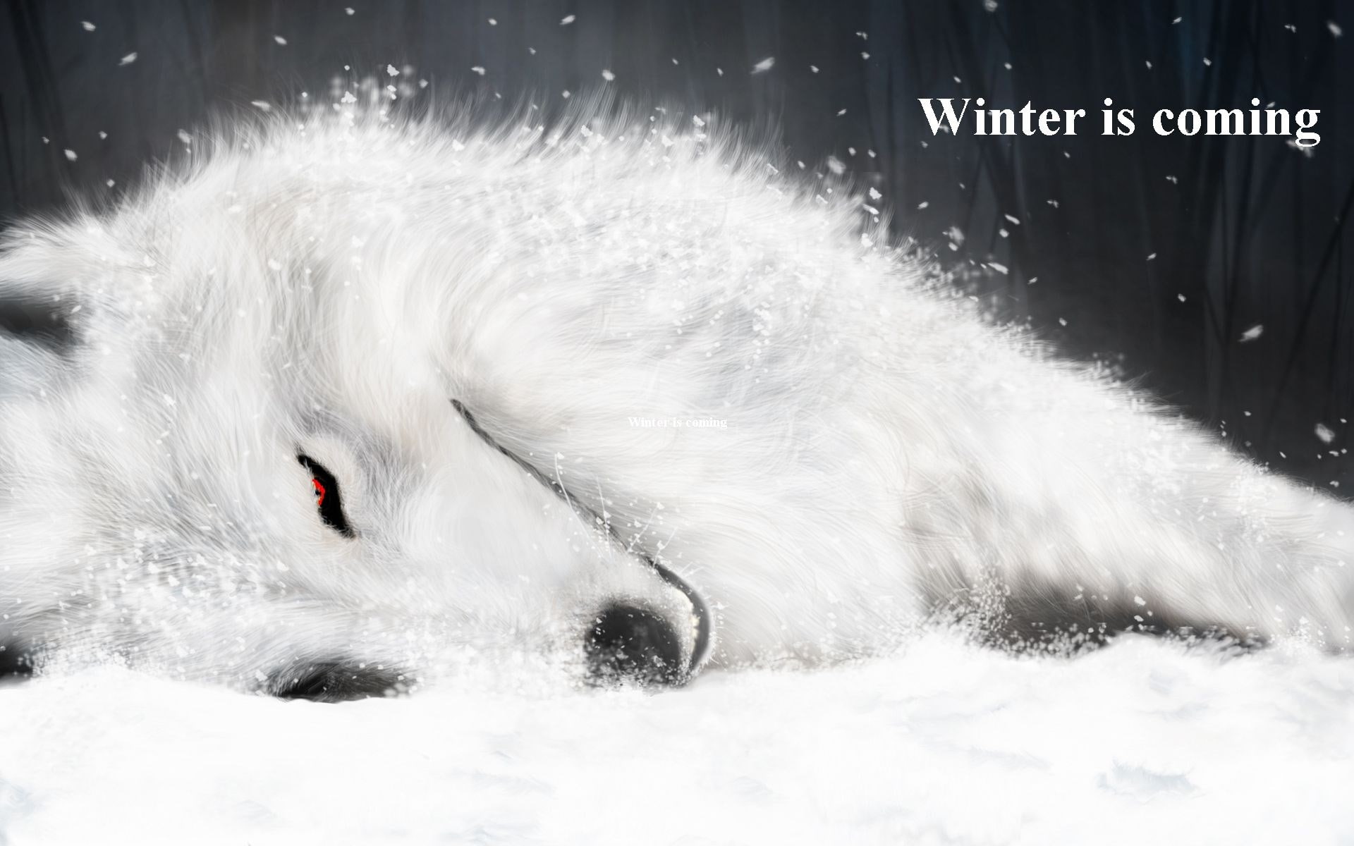 wolfs rain
