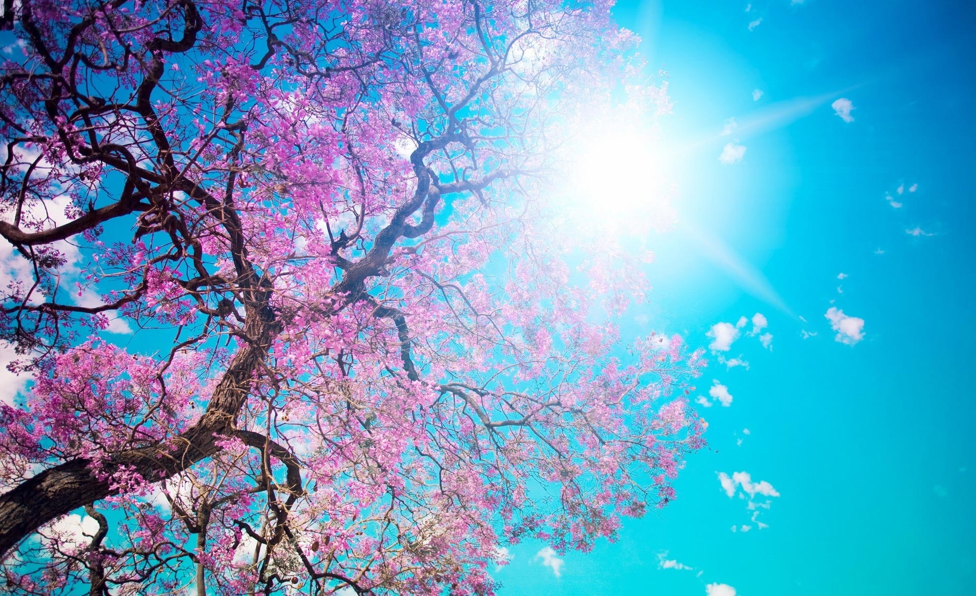 Spring Sunshine, cherry blossom tree, Seasons, sky, low angle view