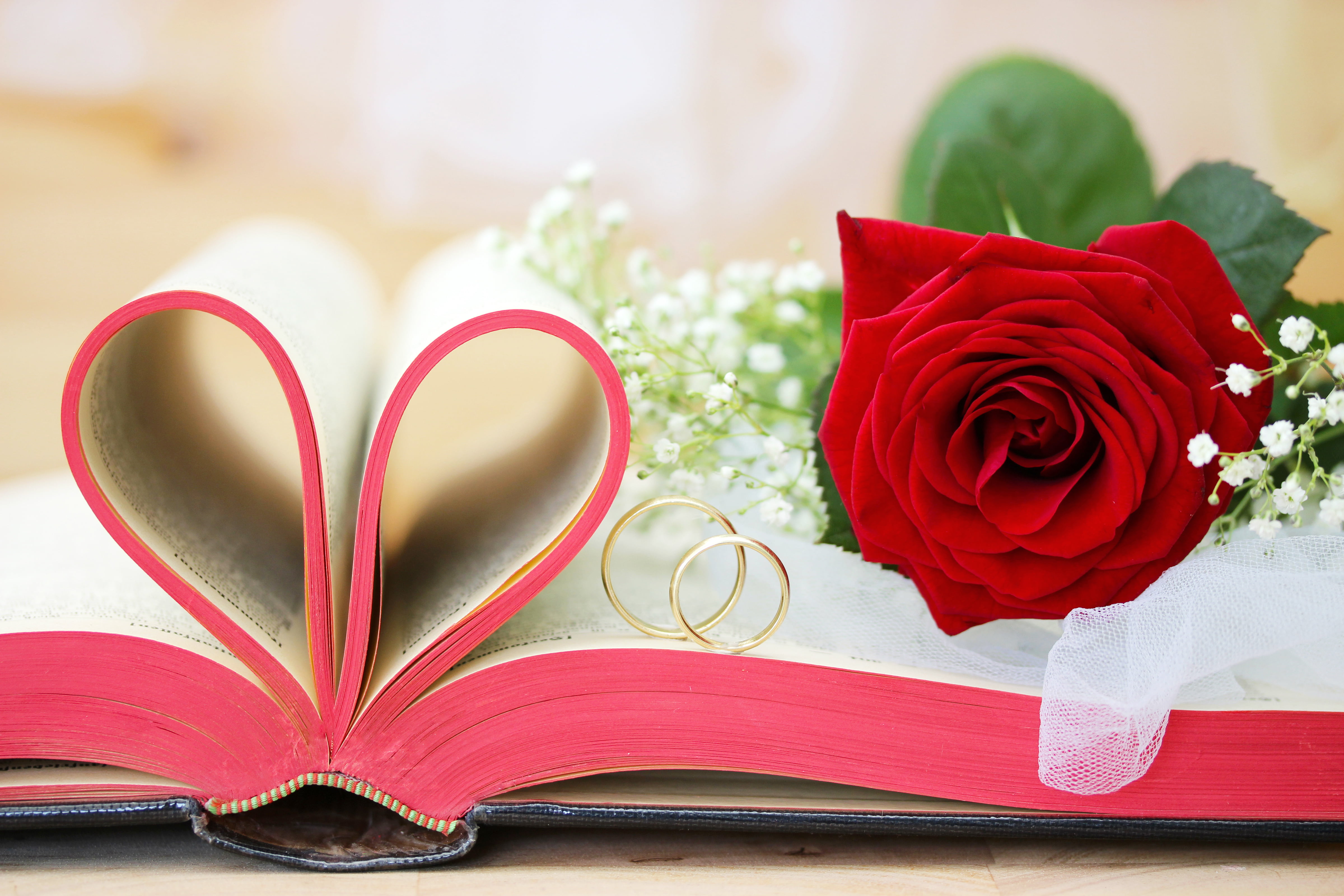 red rose and two gold-colored rings, book, wedding, flowers, engagement rings