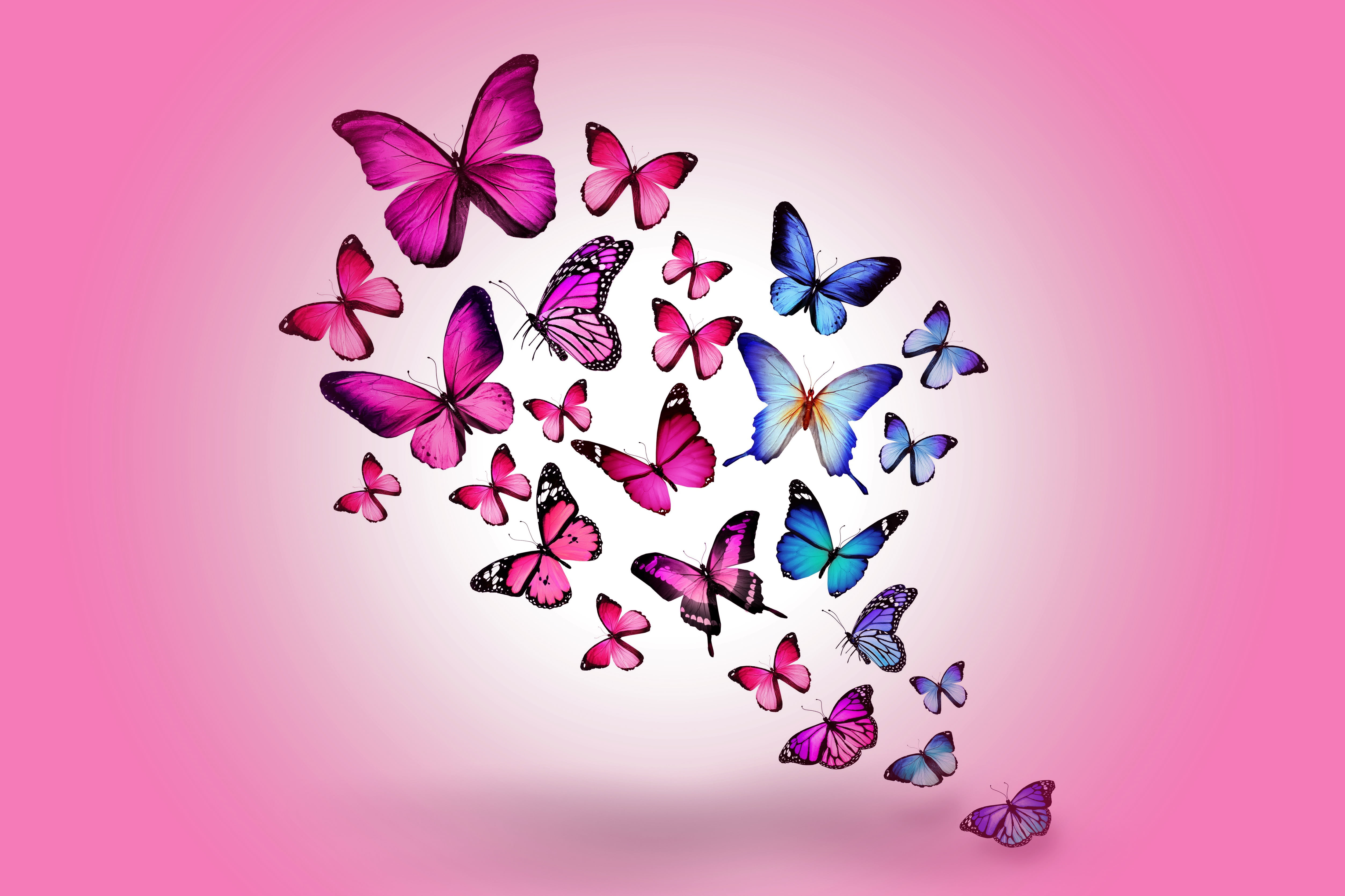 assorted-color butterfly wallpaper, drawing, flying, colorful