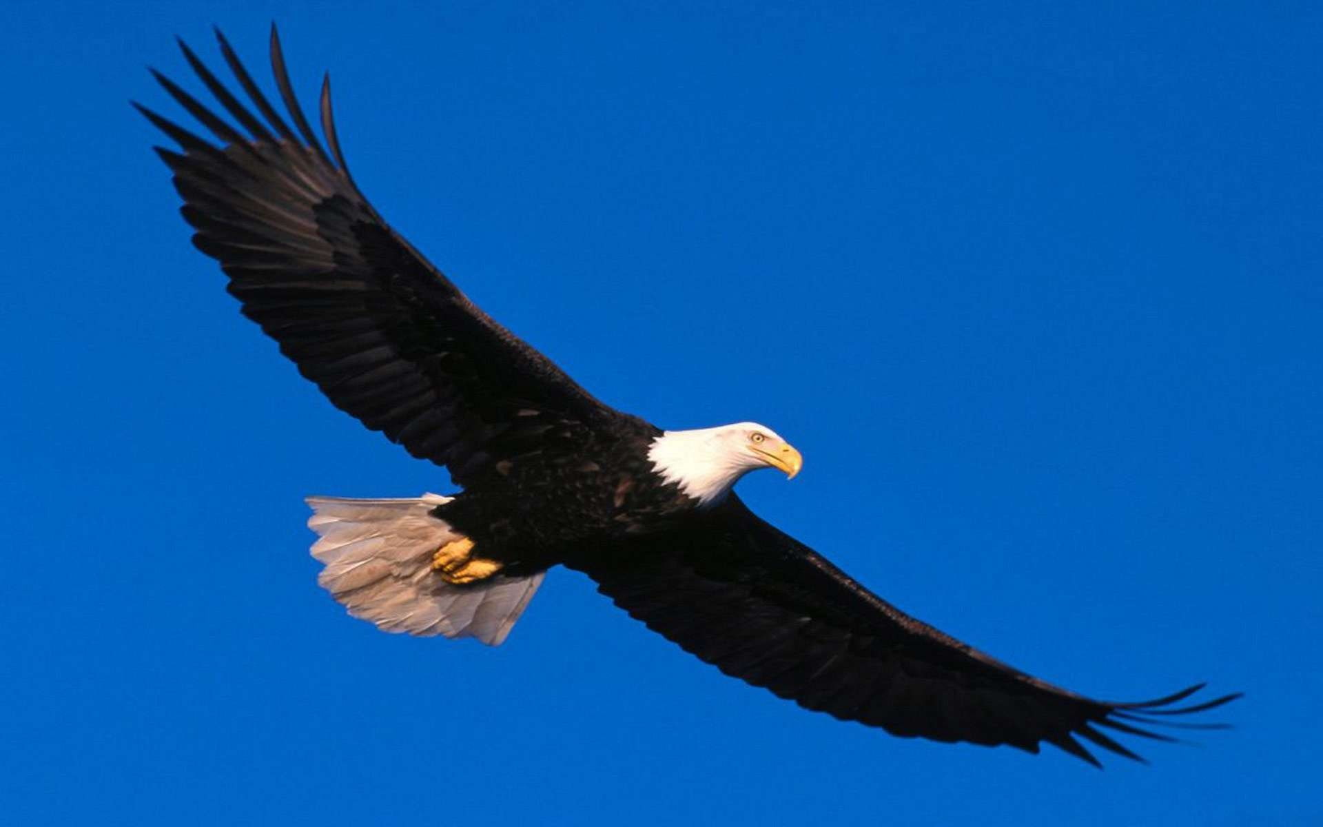 bald eagle