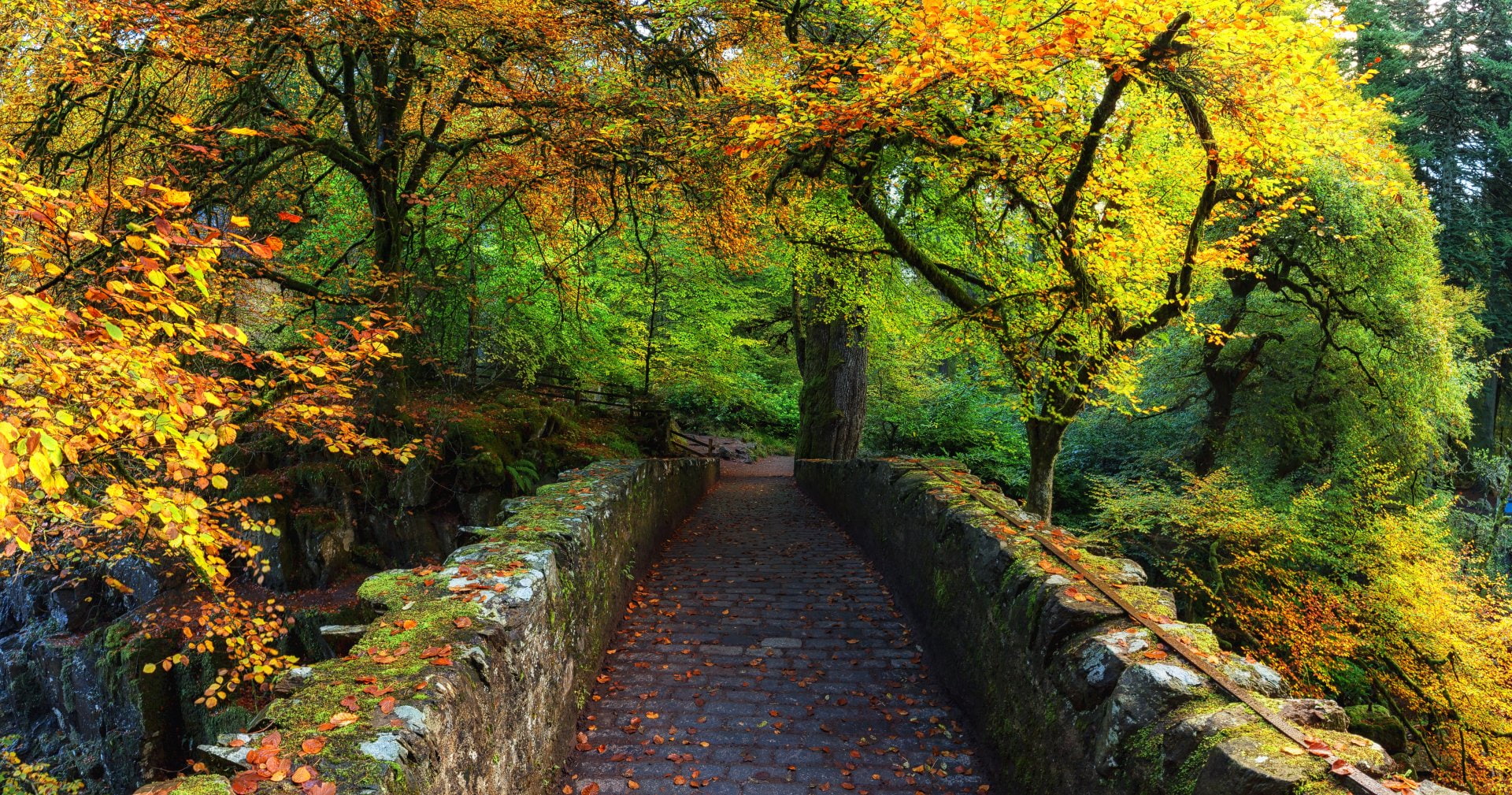 Man Made, Path, Brick, Fall, Foliage, Forest, tree, plant, autumn
