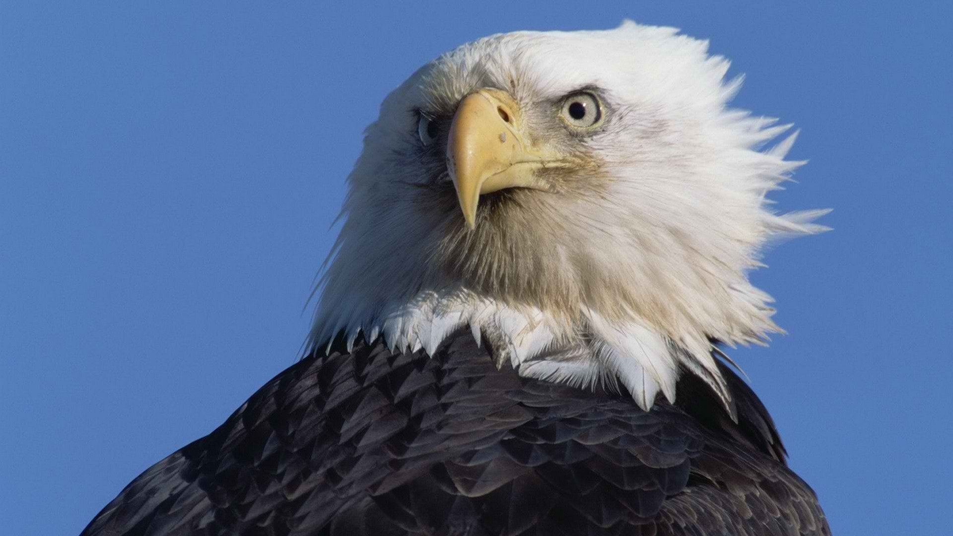 bald, eagles, stare