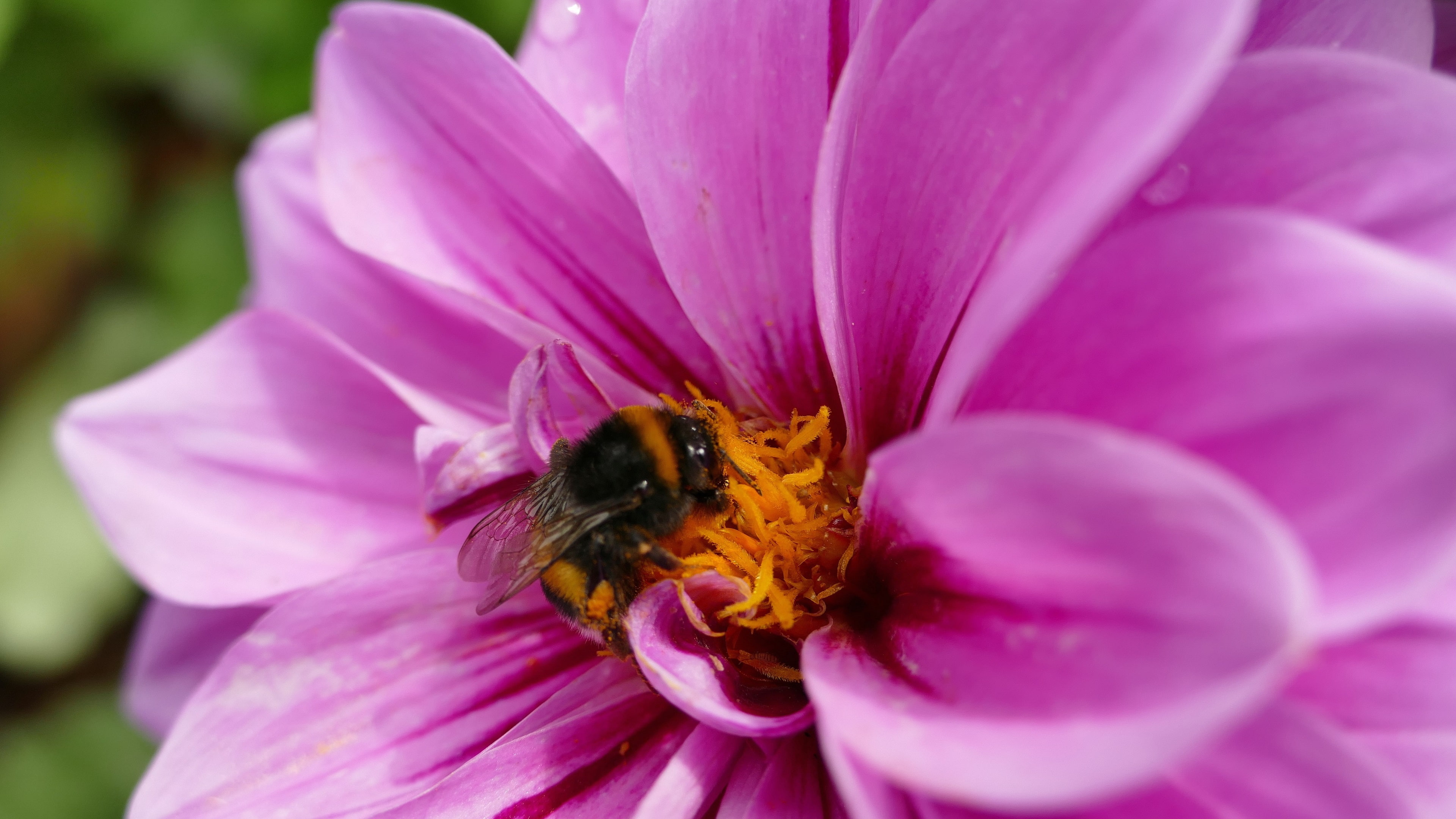 Free download | HD wallpaper: animal 4k hq desktop, flower, flowering