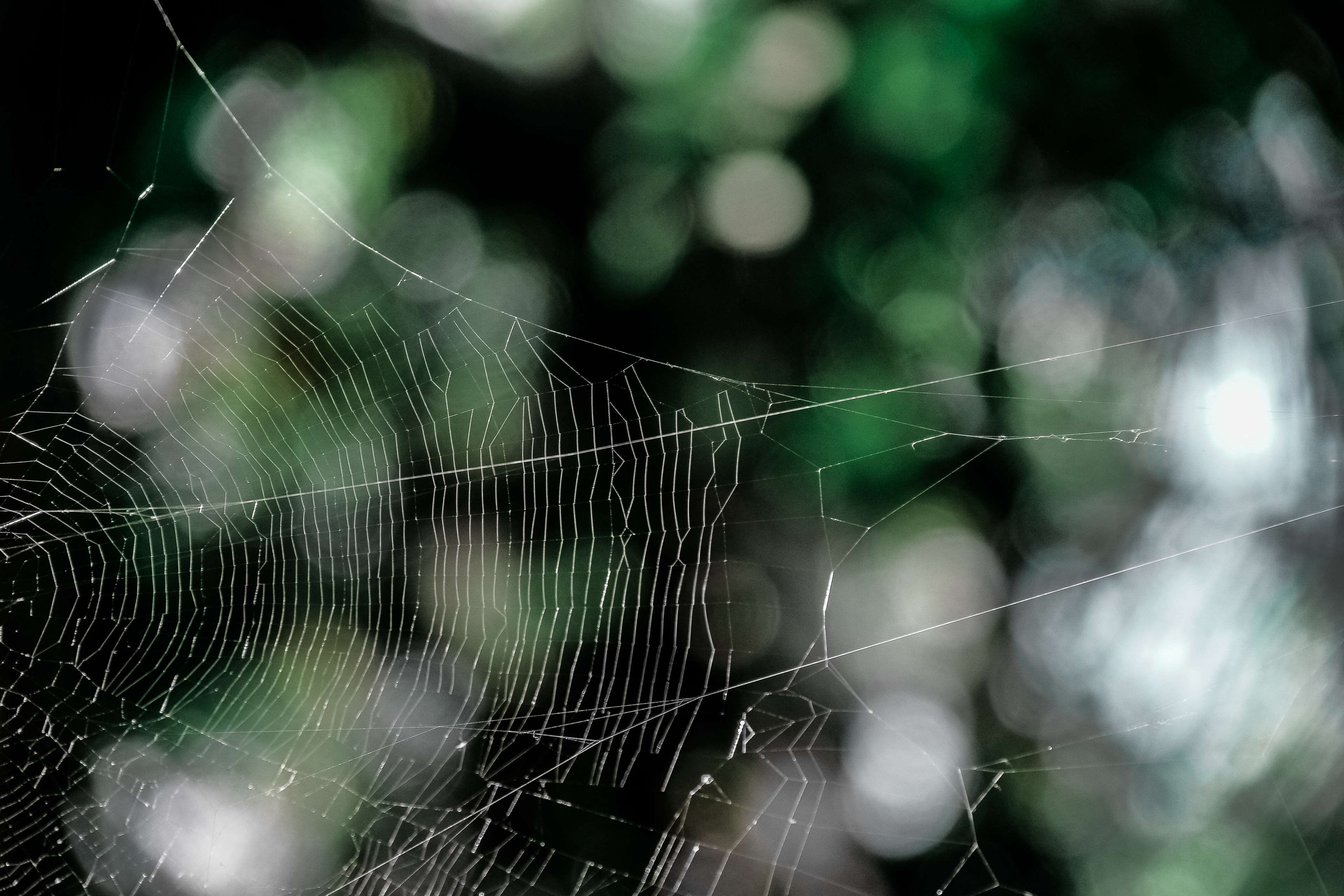 cobweb, macro, pattern, spider web, spiders web, spiderweb