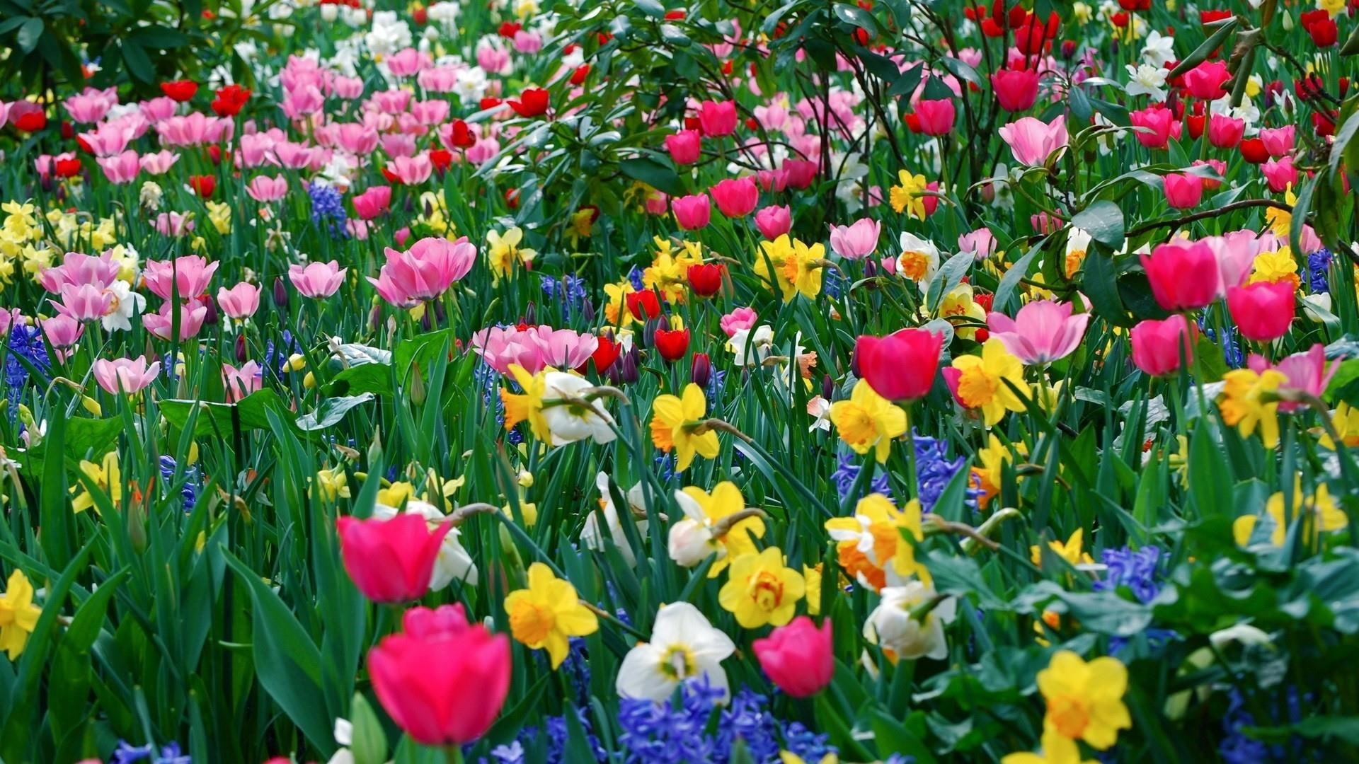 spring, garden, flowers, tulip, hyacinth, daffodil, narcissus