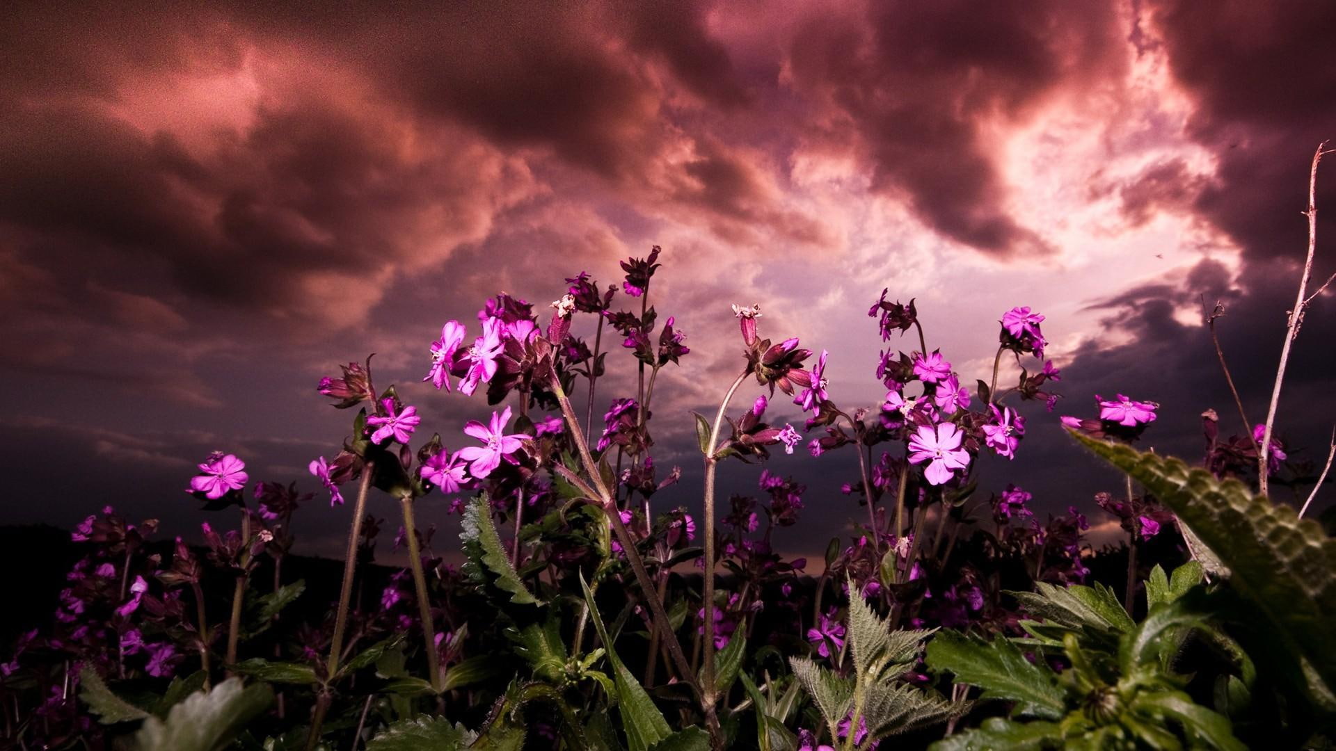 Against A Fierce Sky, photography, nature, flowers, clouds, pink