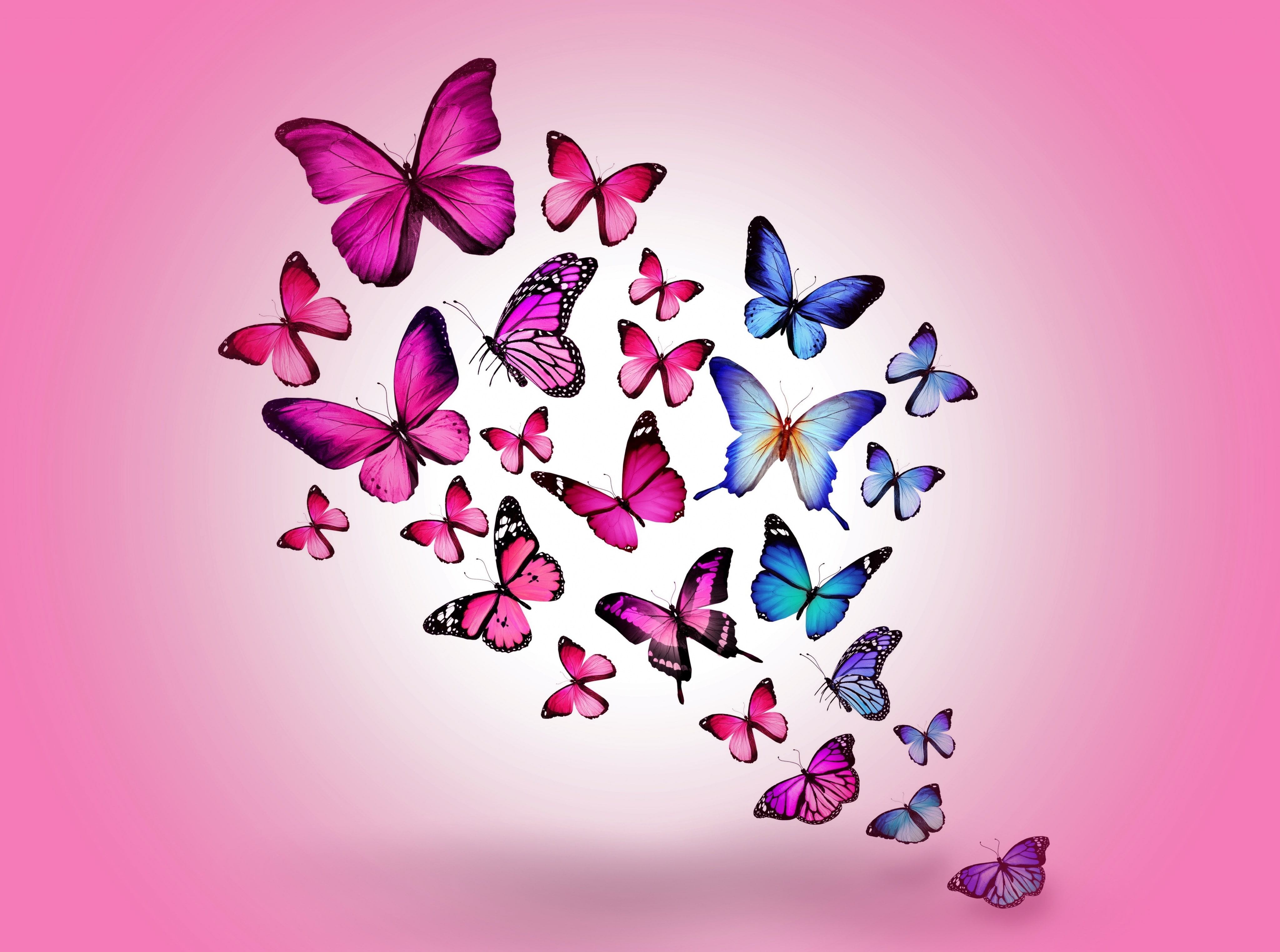 Butterflies, pink and blue butterflies graphics, Cute, animals