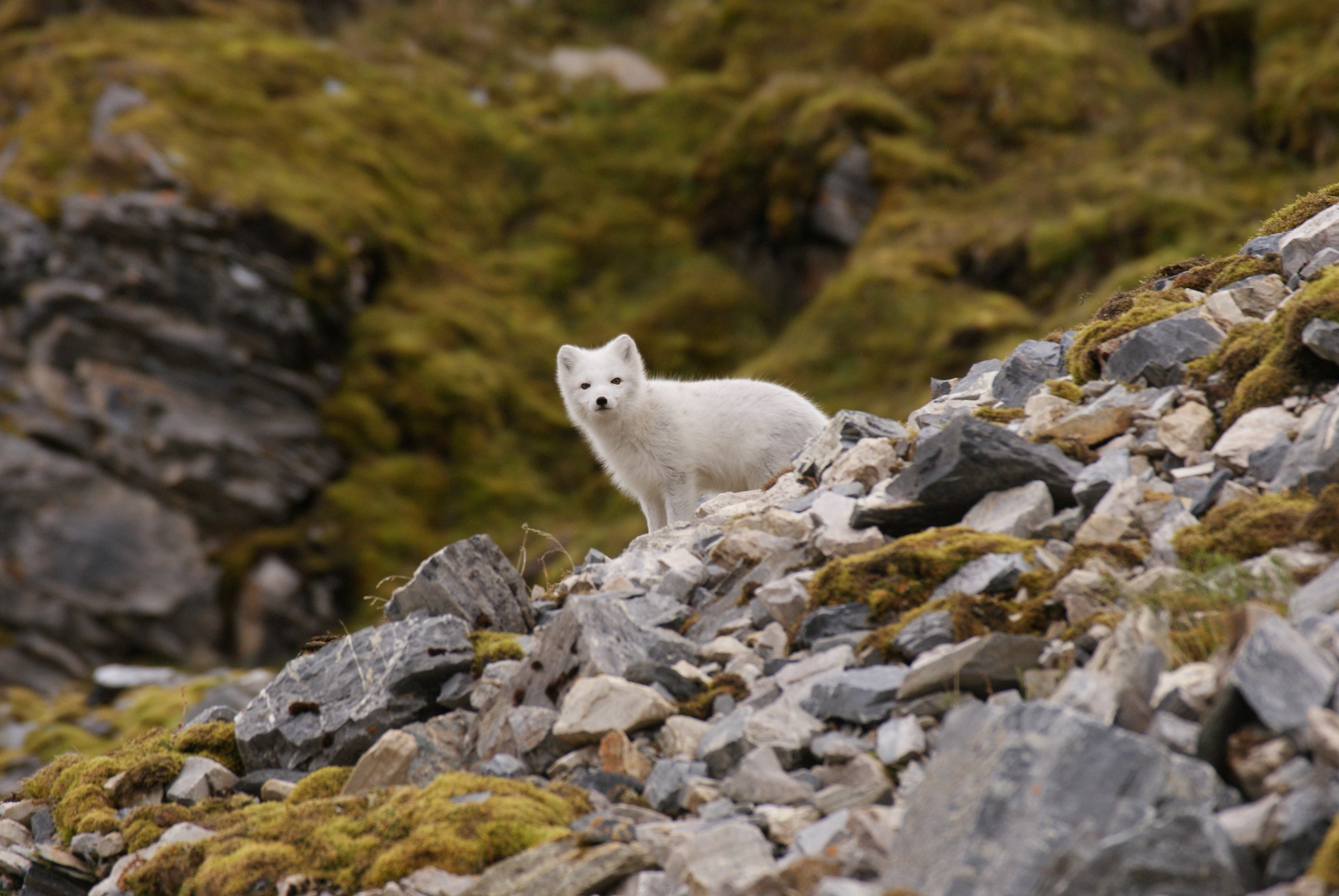 arctic, fox, foxes