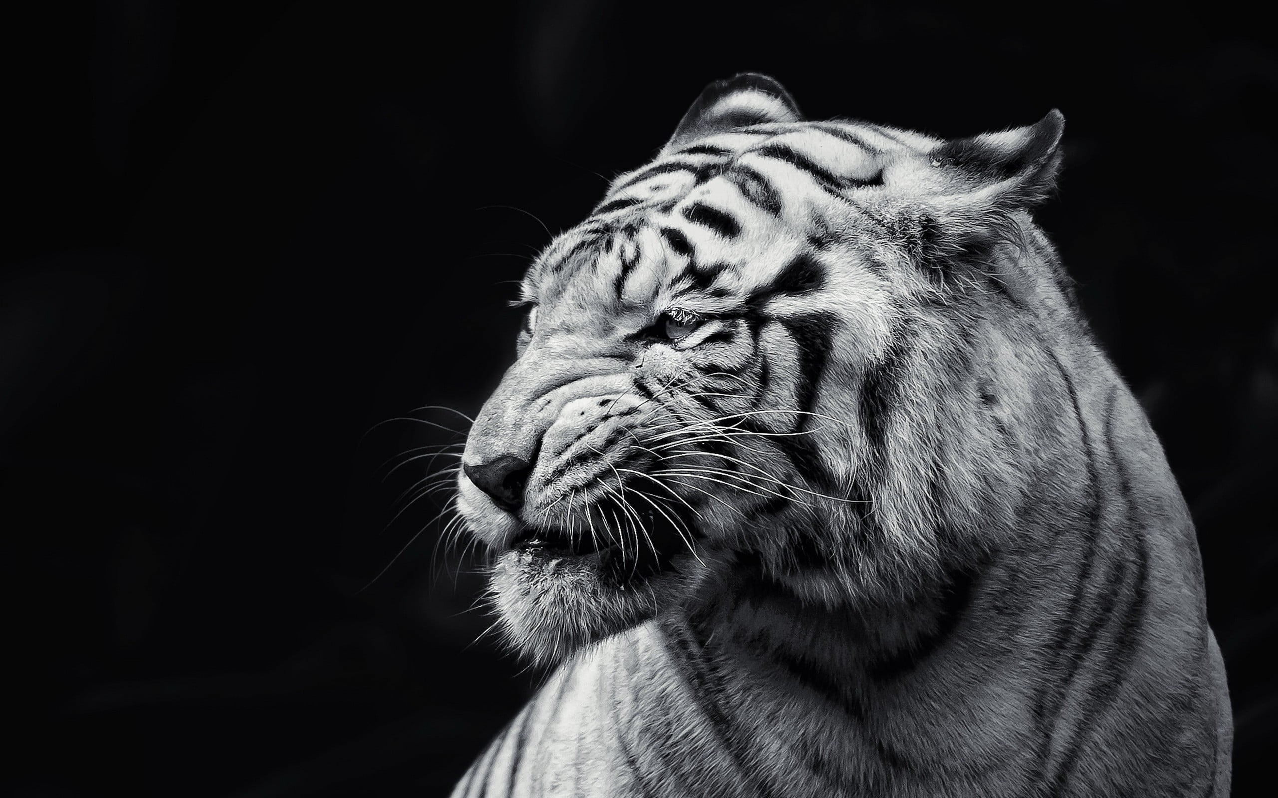 grayscale photography of tiger, cat, animals, albino, monochrome
