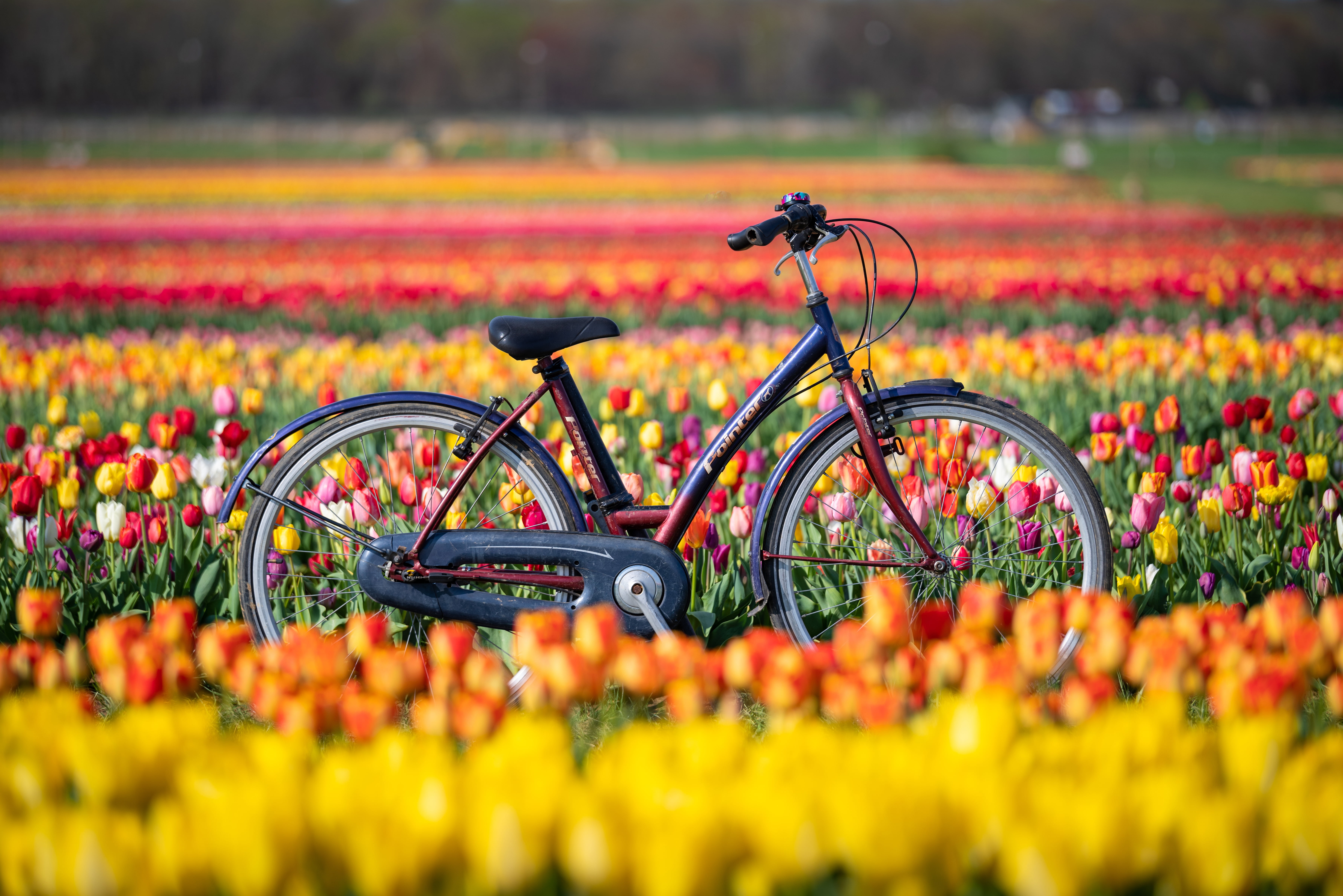 field, flowers, bike, tulips, New Jersey, Holland Ridge Farms