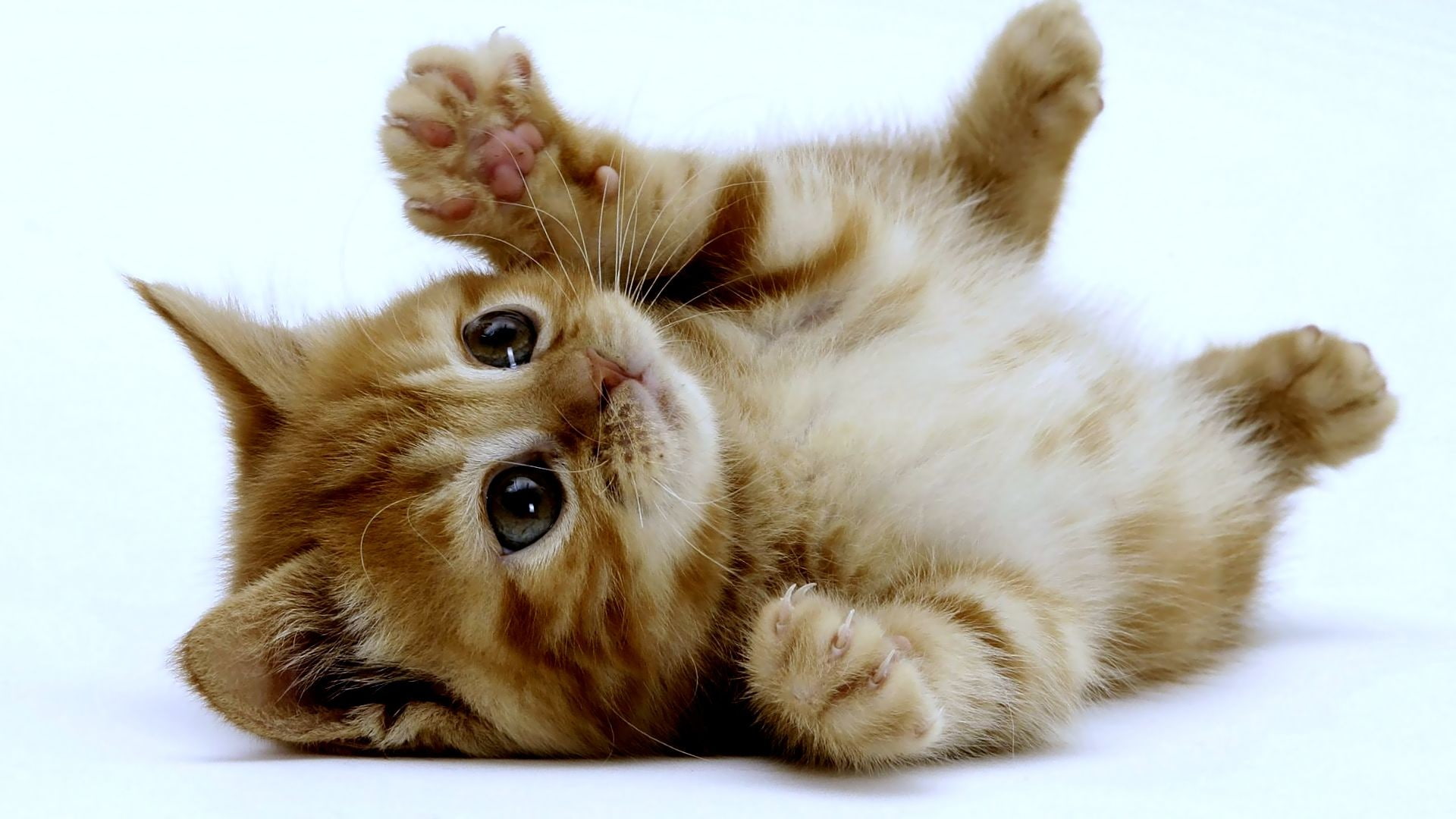 Kitten HD, brown tabby kitten, baby, cat, cute, paws, playing